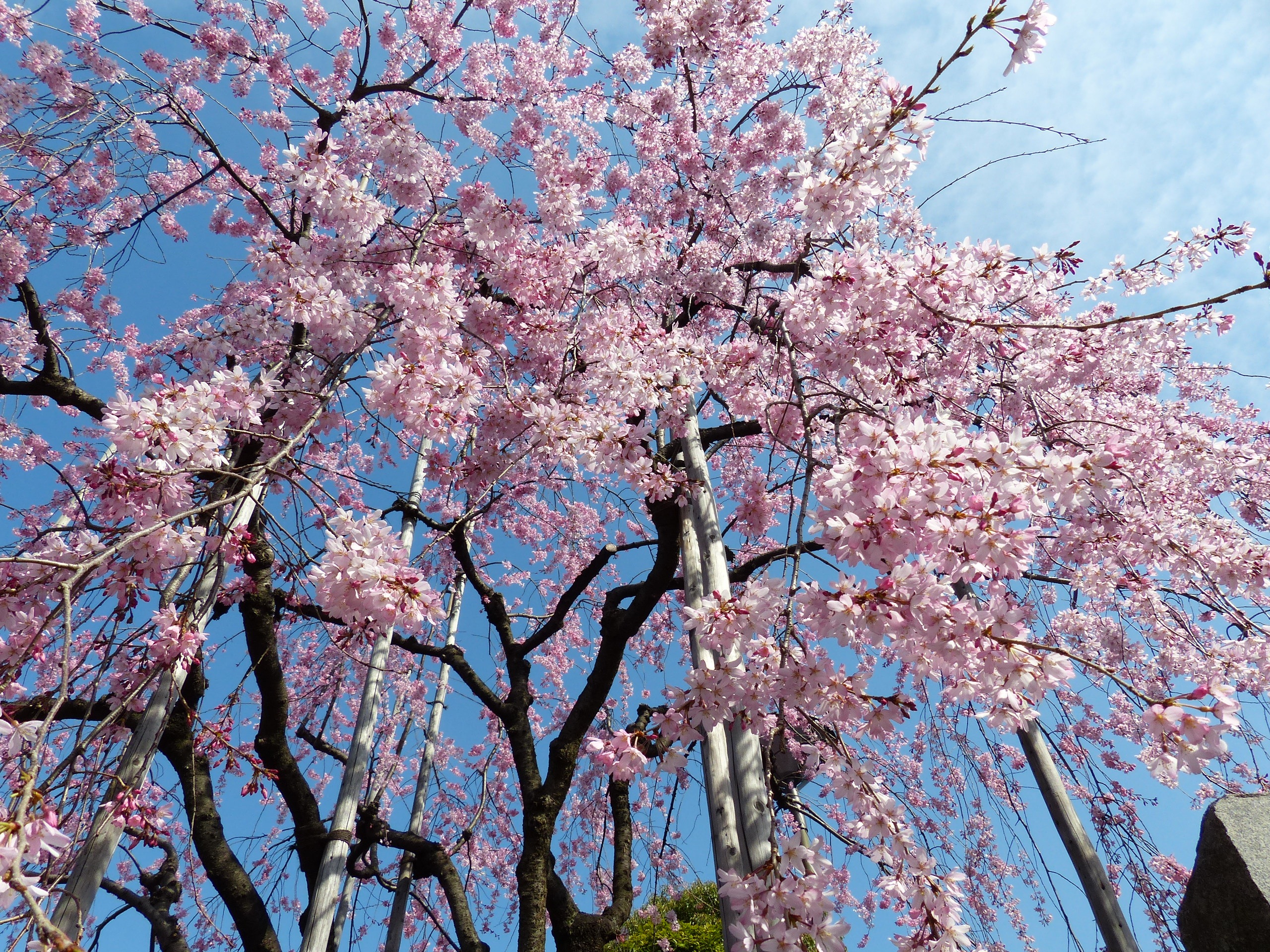 low angle view, beauty in nature, season, sakura, growth, plant, outdoors, springtime, leaf, day, cherry blossom, branch, japan, vulnerability, tree, blossom, HD Wallpaper
