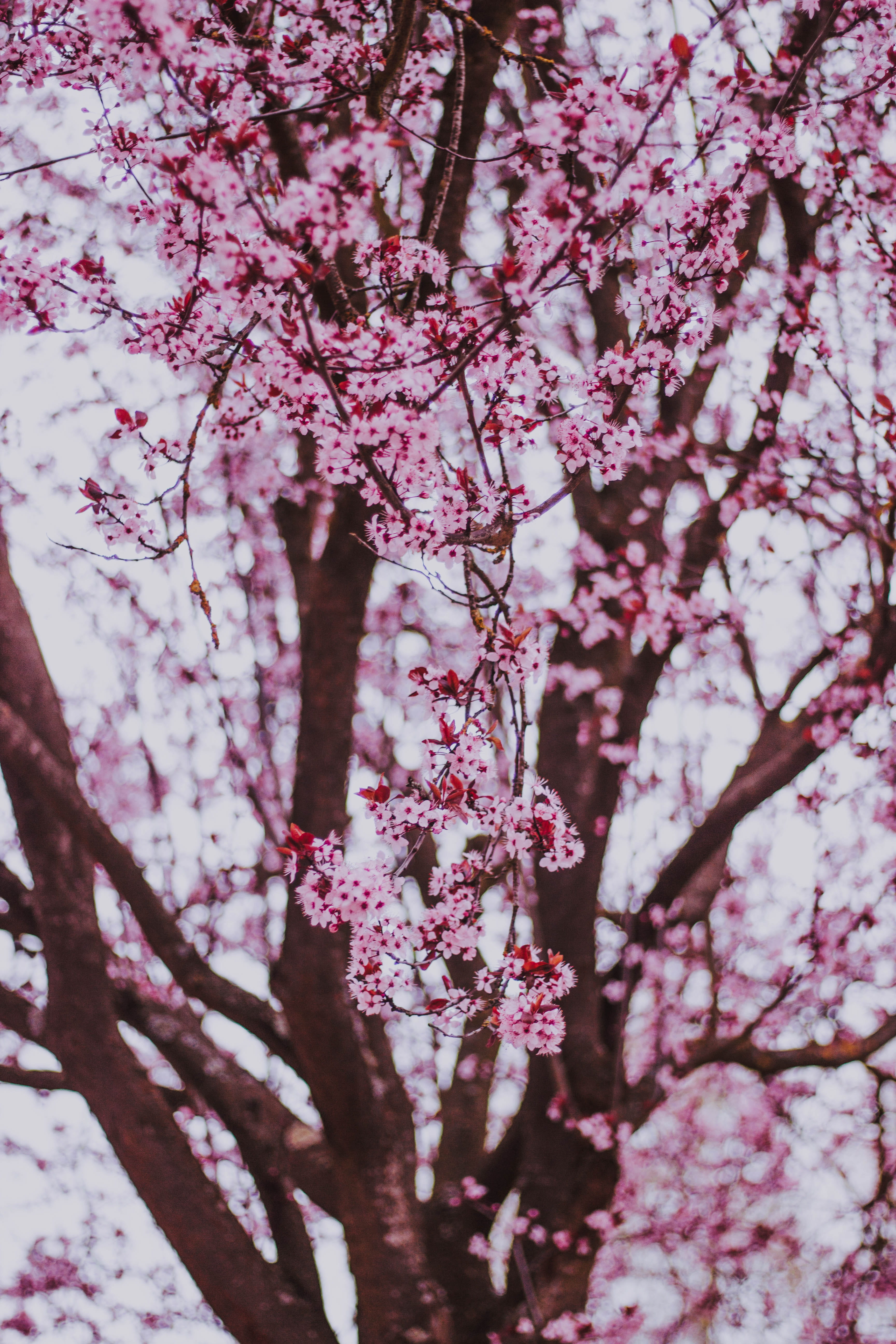freshness, beauty in nature, fragility, cherry tree, nature, outdoors, plant, blossom, 5K, plum blossom, no people, pink, springtime, day, cherry blossom, Phone HD Wallpaper