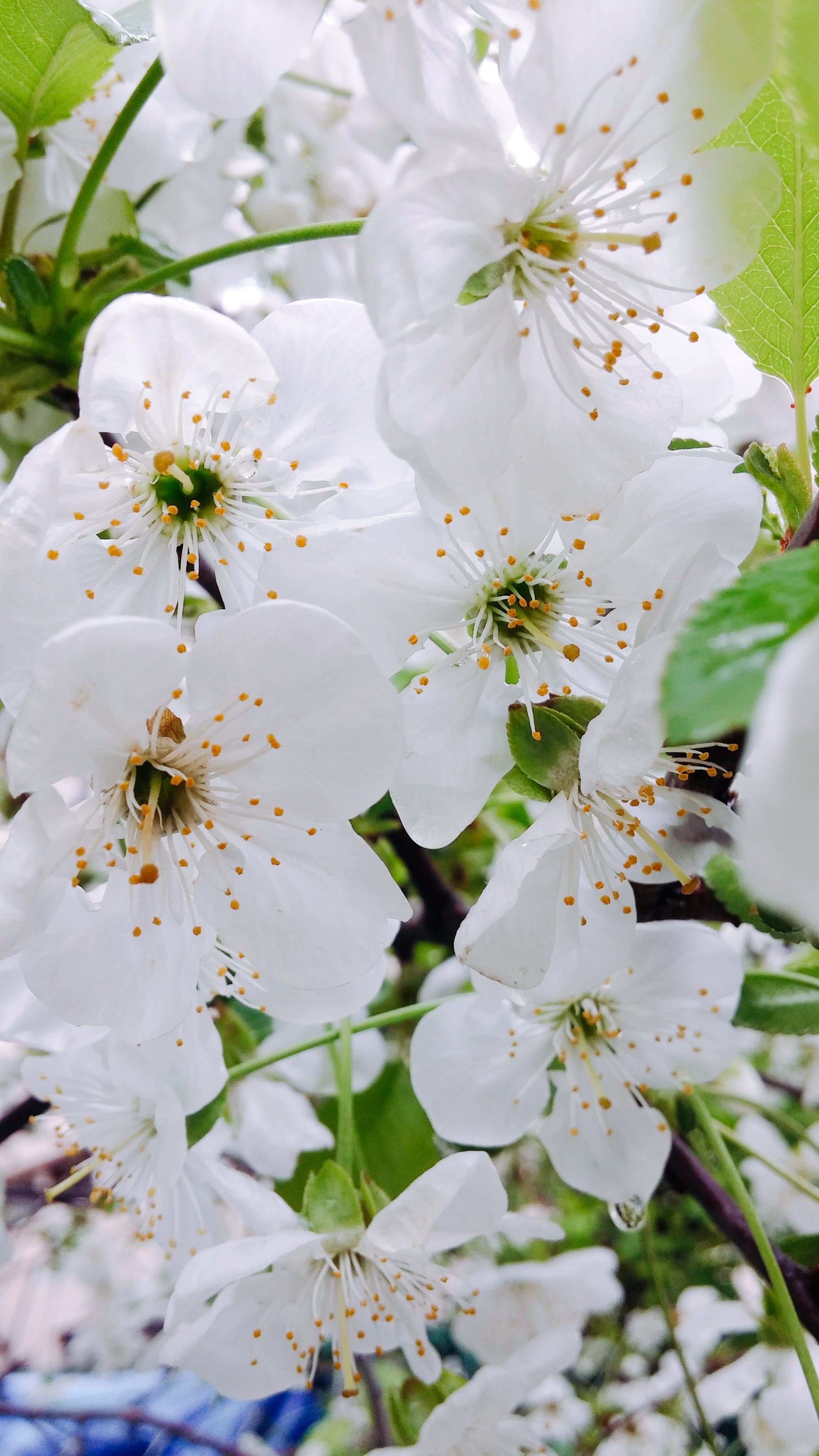 Naturale, vulnerability, bunch of flowers, flowering plant, almond tree, Spring, inflorescence, pollen, growth, no people, freshness, springtime, beauty in nature, Phone HD Wallpaper