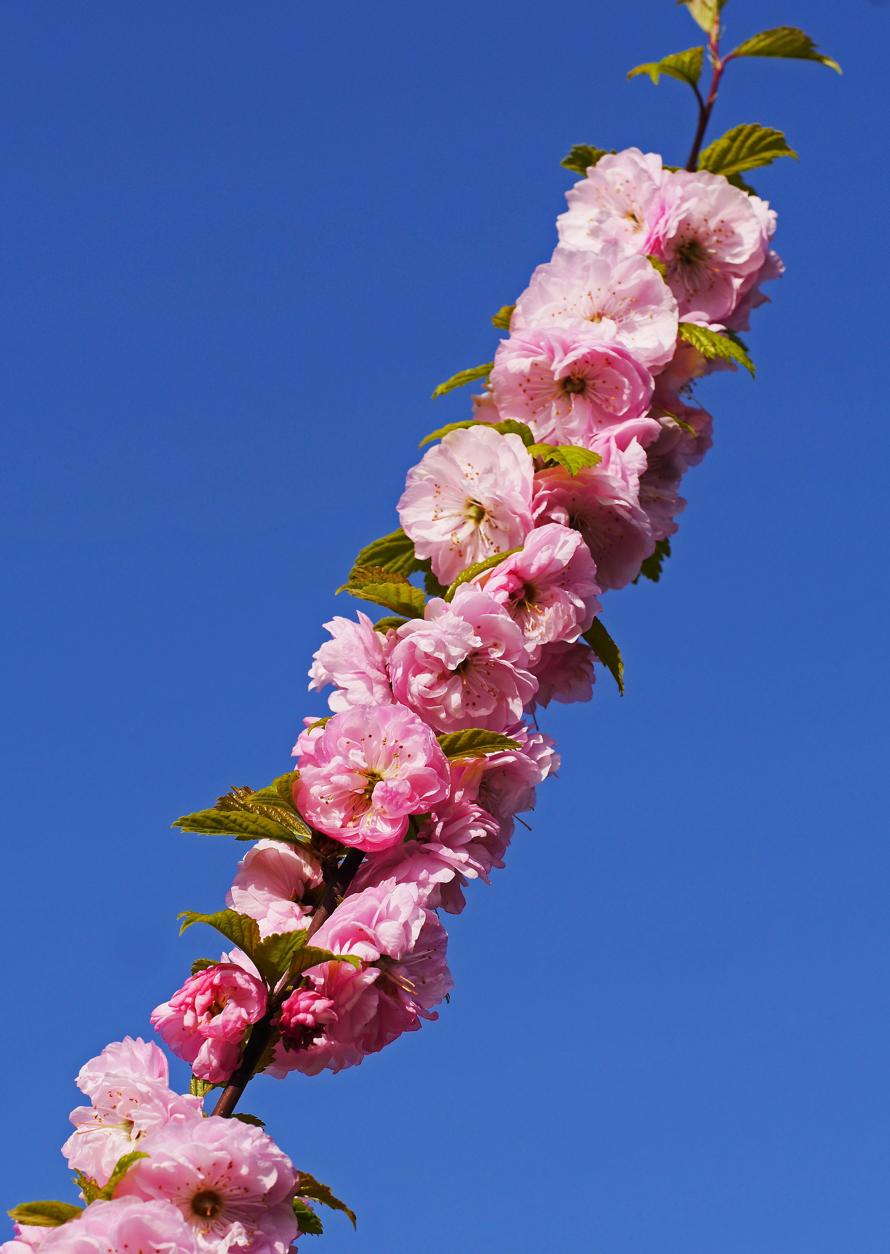 almond tree, lilac, no people, outdoors, low angle view, foliation, pink Color, flower, clear sky, blue, Blossom, ornamental plant, cherry tree, tree, 4K, Phone HD Wallpaper