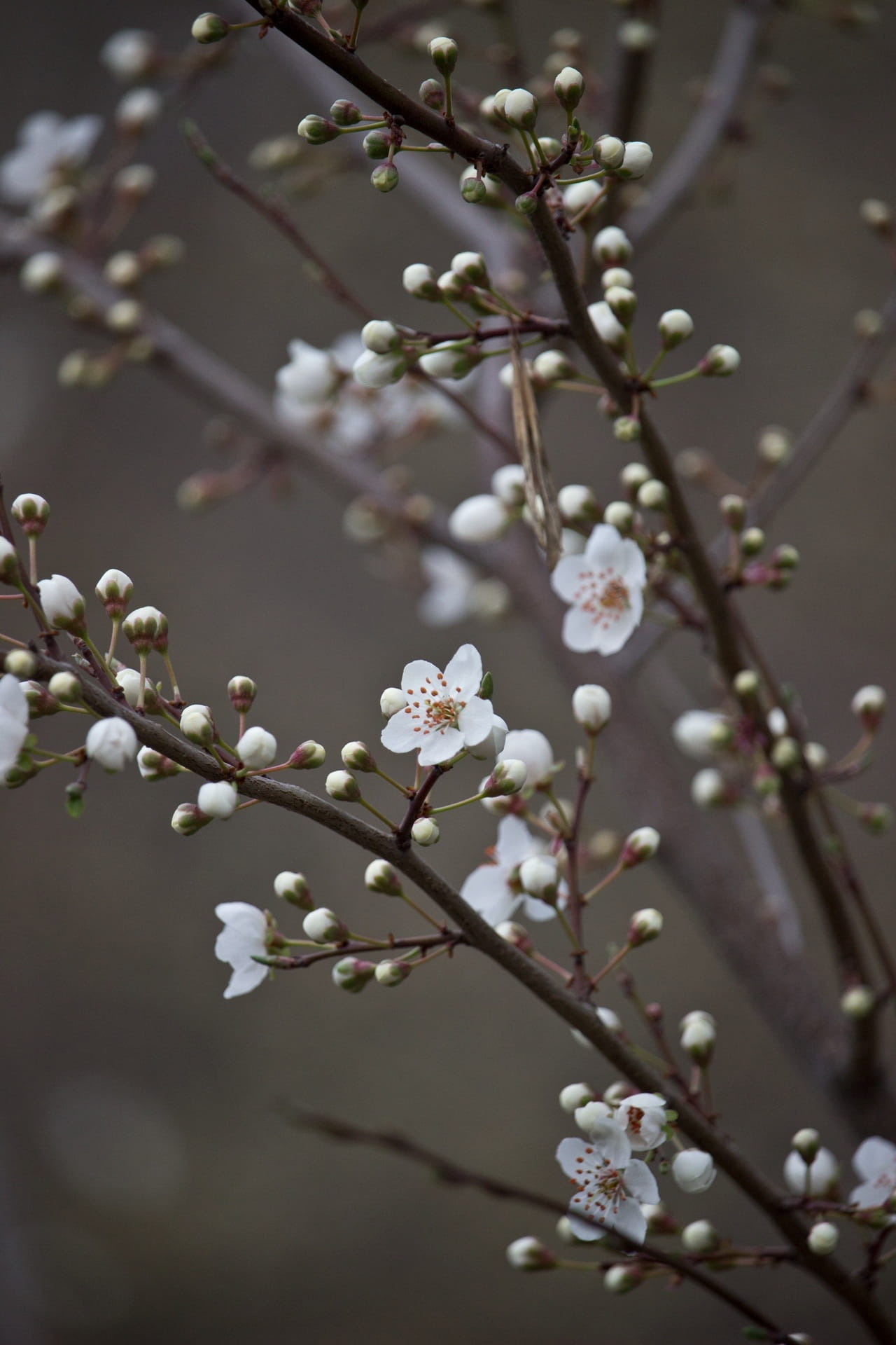 blossom, macro, flower Head, pollen, wedding, beauty In Nature, petaled, fragile, White, flowering plant, twig, plant, season, branch, springtime, focus on foreground, Phone HD Wallpaper