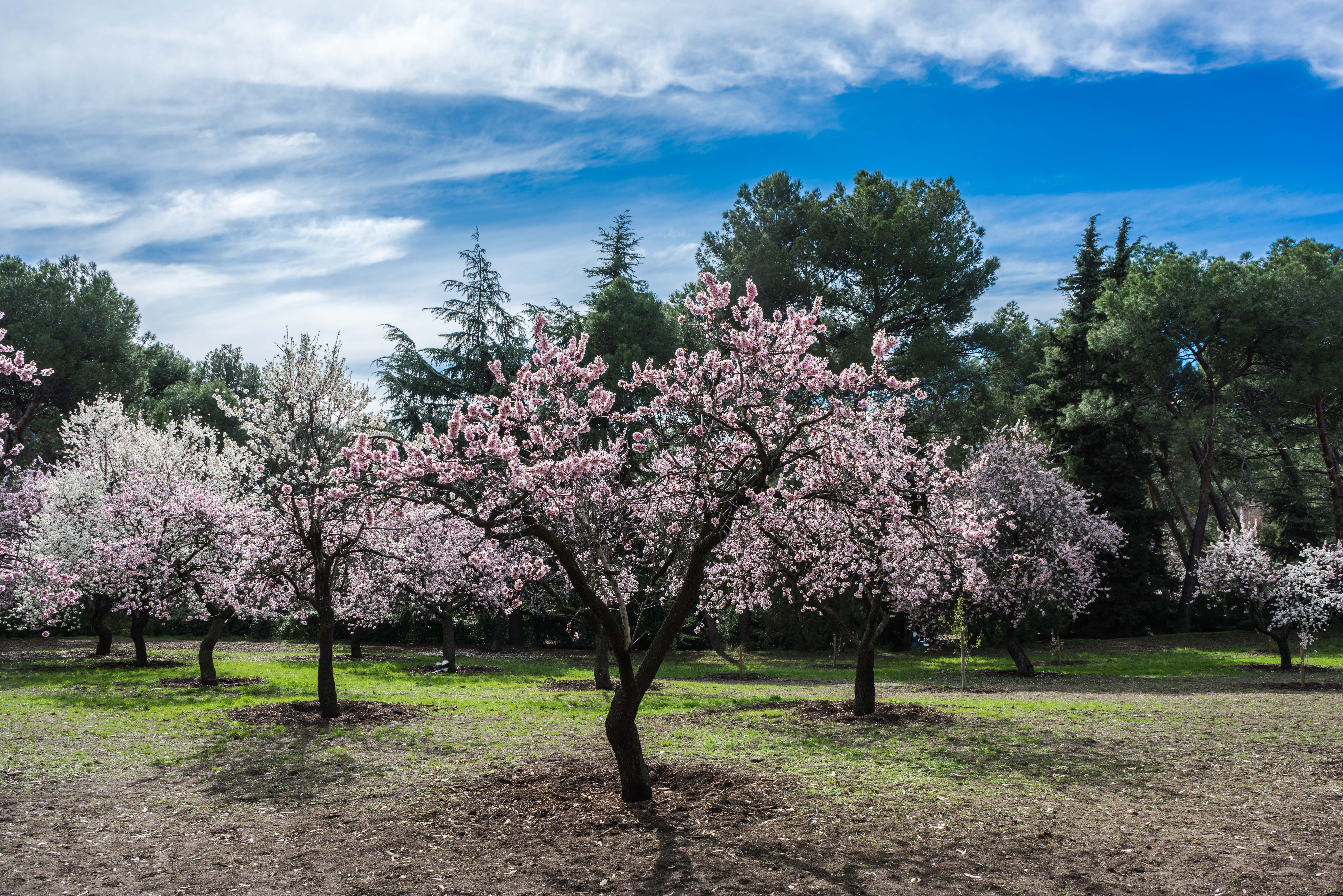 landscape, bloom, beauty in nature, almond tree, flower, flowering plant, cherry blossom, leaves, tranquil scene, park, field, freshness, cherry tree, outdoors, HD Wallpaper