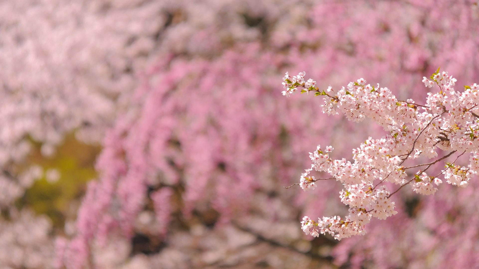 flowering plant, blossom, softness, closeup, cherry tree, purple, backgrounds, leaves, pink, shrub, close-up, almond, garden, 1080P, no people, summer, HD Wallpaper