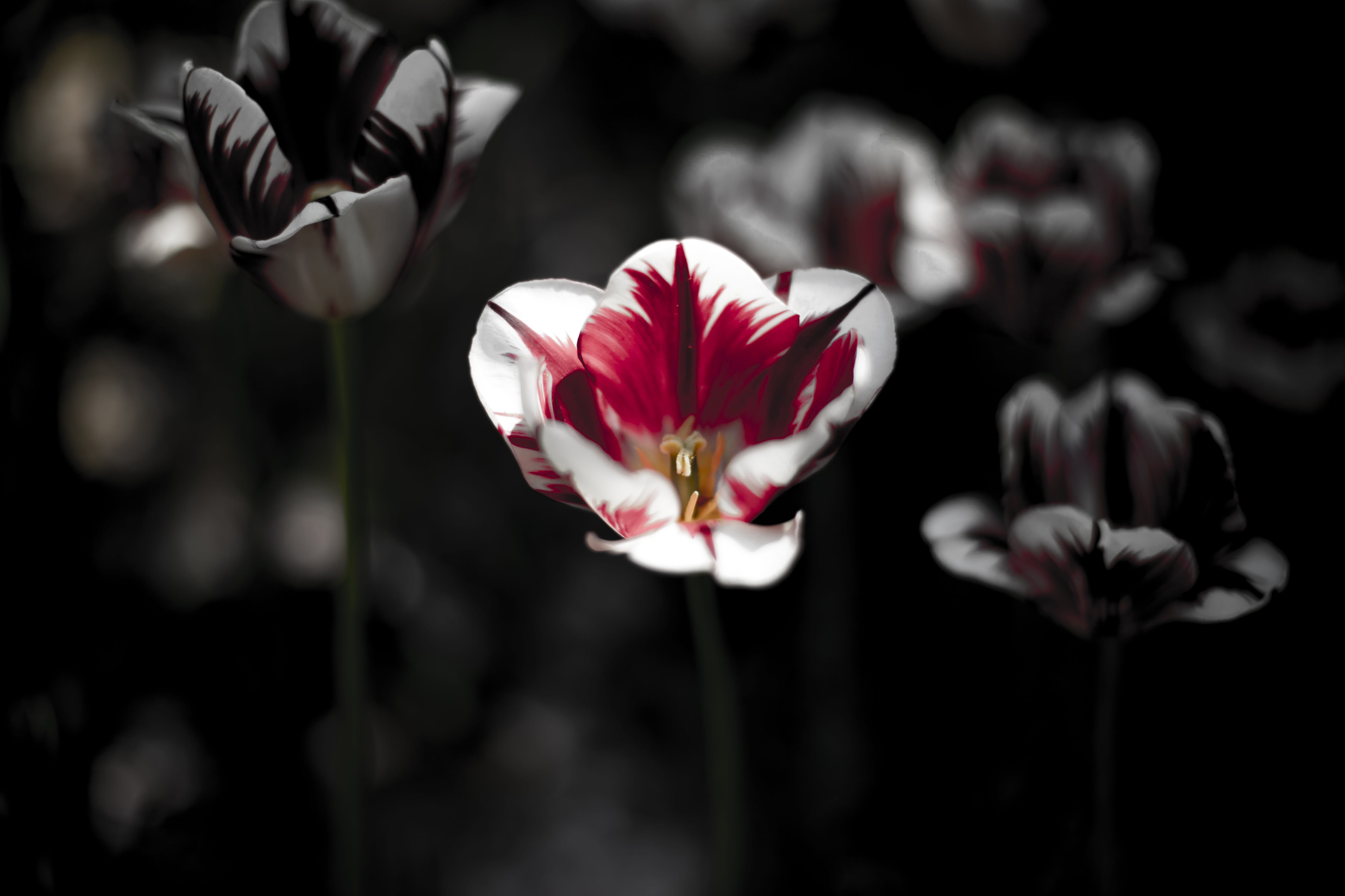 flower head, spring, plant, purple, vulnerability, flora, bloom, growth, no people, pink color, black, love, petal, heaven, flowering plant, focus on foreground, HD Wallpaper