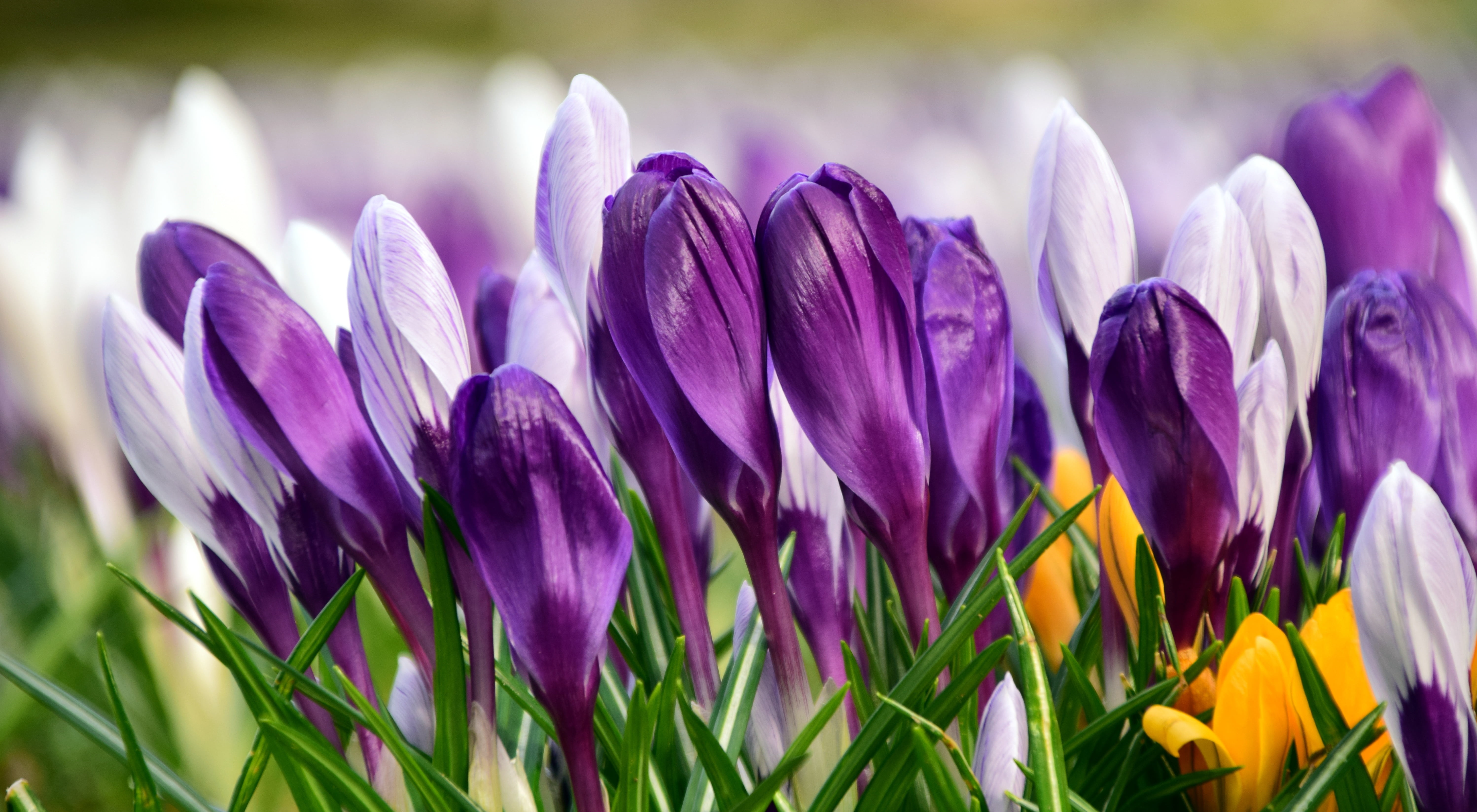 flower, vulnerability, bloom, softness, freshness, selective focus, schwertliliengewaechs, springtime, petaled, plant, spring crocus, flowers, fragility, HD Wallpaper
