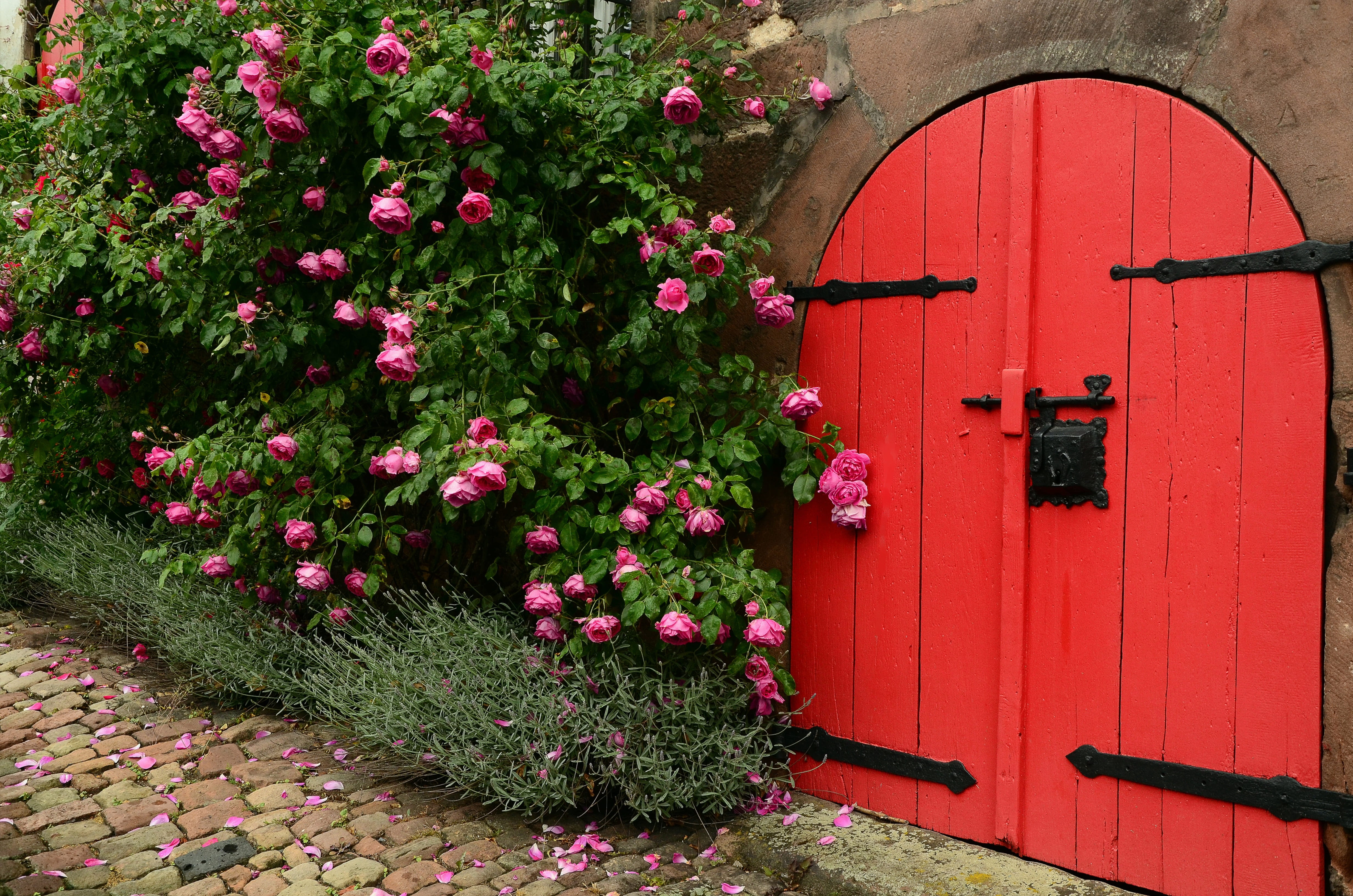 day, nature, away, closed, beauty in nature, flower, bush, arch, wooden, romantic, fragility, rose bloom, petaled, door, roses, red, rosebush, plant, flowers, HD Wallpaper