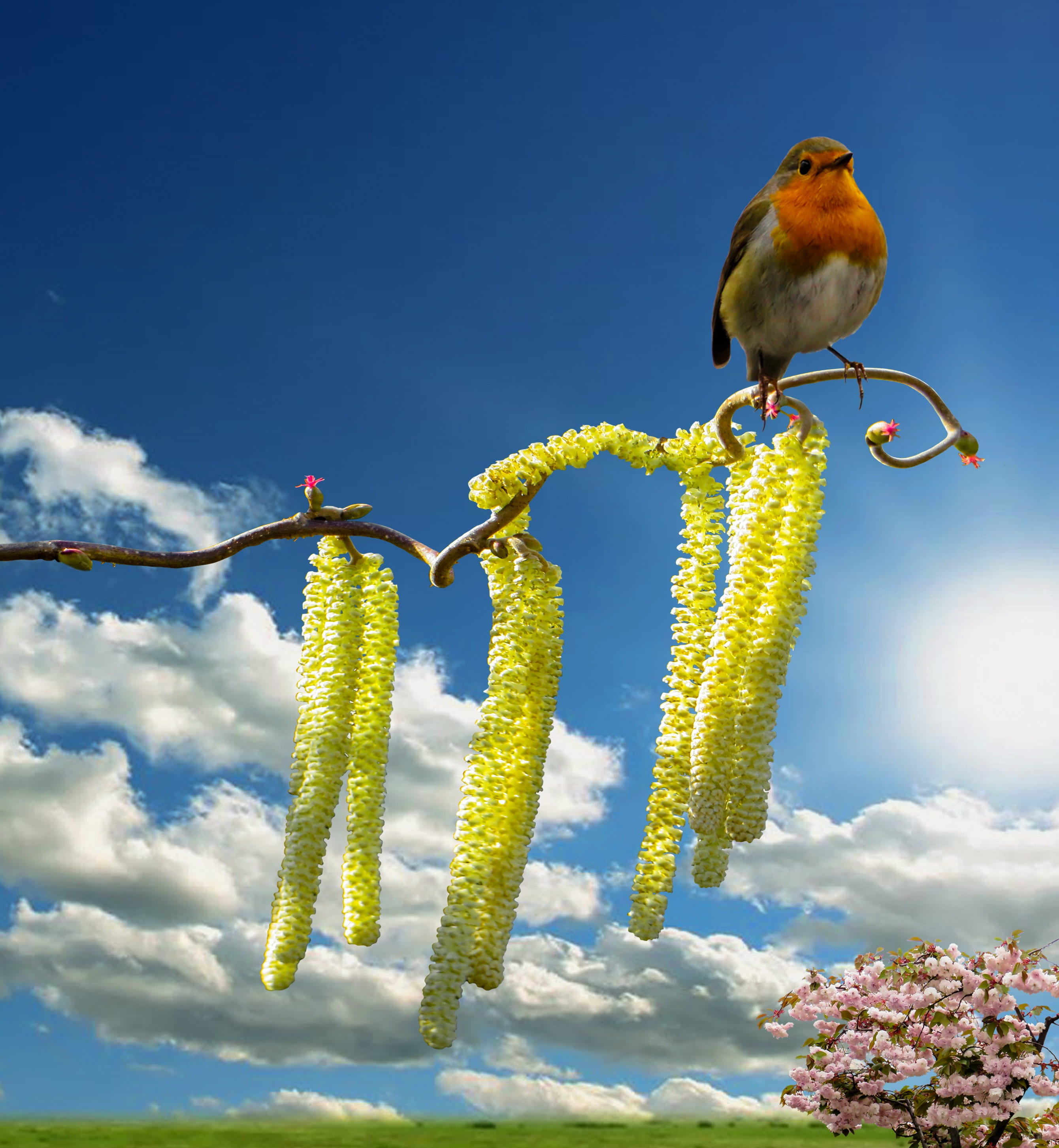 sky, 2K, animal, image overlay, flowering, blossom, robin, plant, animal themes, day, frühlingsanfang, magnolia, animals in the wild, no people, spring, Phone HD Wallpaper