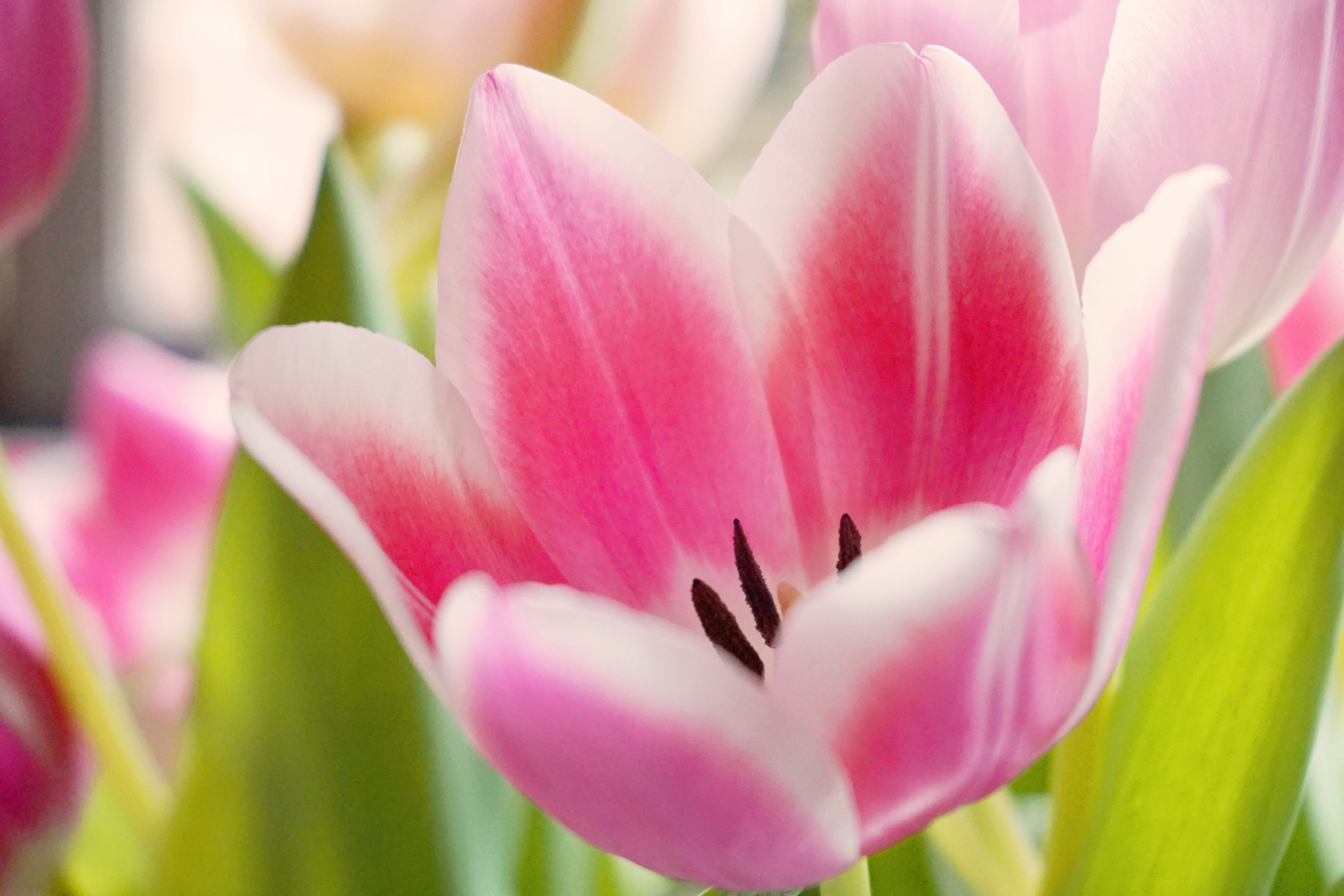 tulpenbluete, pink color, flower, springtime, happy, fragility, pollen, nature, outdoors, tulips, day, spring, pink, colorful, bloom, flowering plant, flora, HD Wallpaper