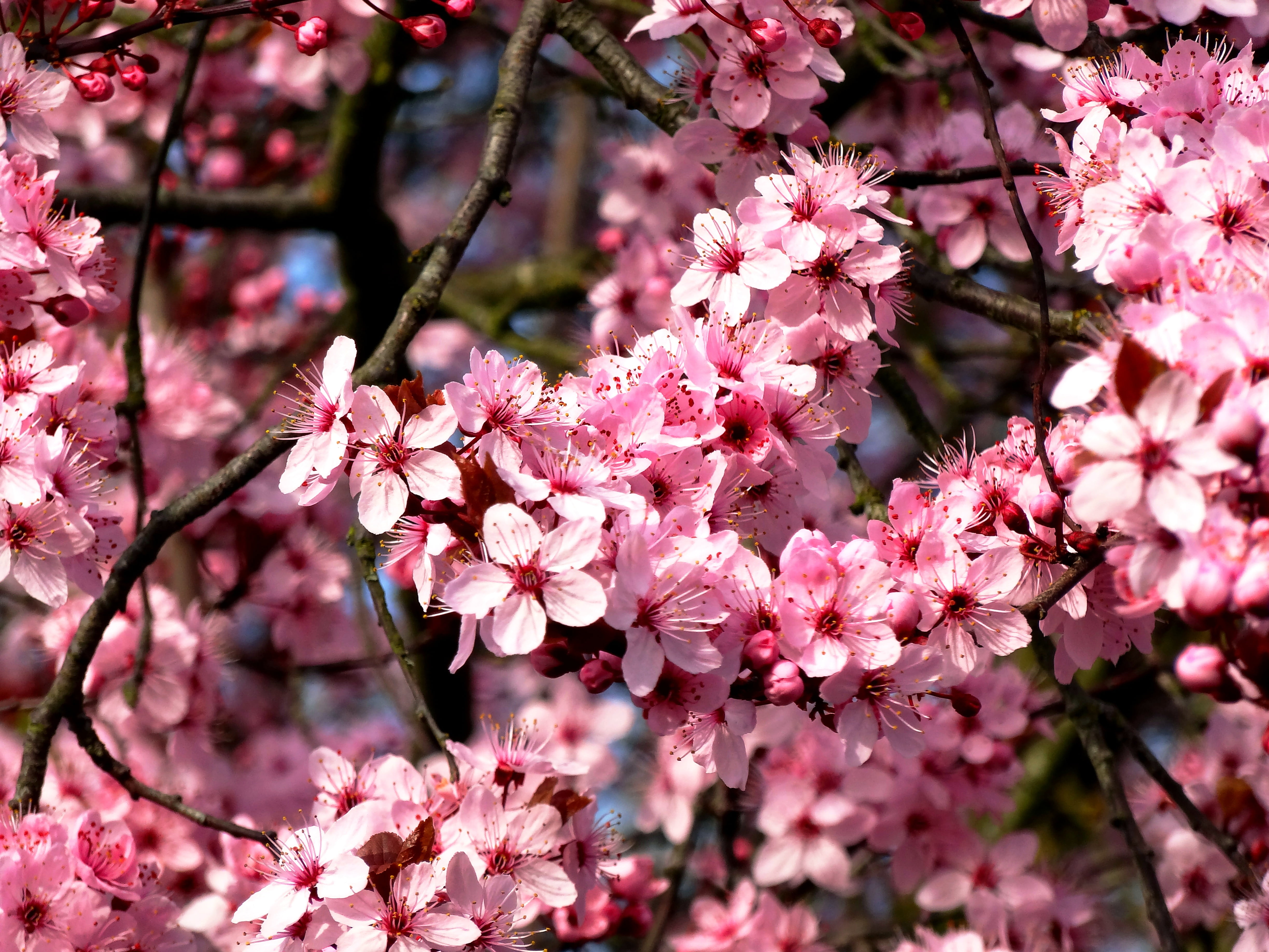 frühlingsanfang, mandelbaeumchen, growth, bloom, tree, flower, freshness, home garden, inflorescence, plant, beauty in nature, vulnerability, pink, petals, HD Wallpaper