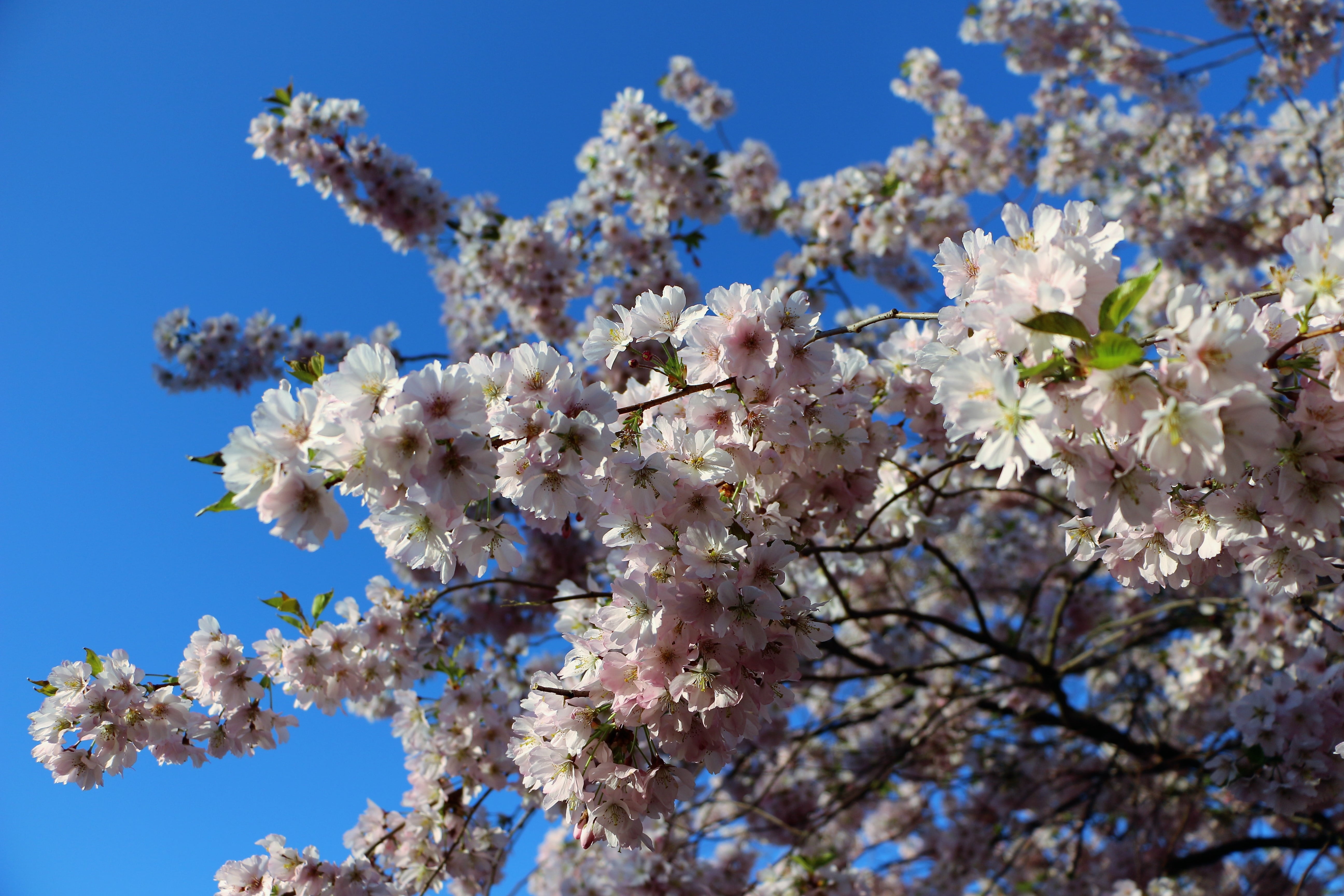 clear sky, cherry blossom, growth, beauty in nature, branch, almond blossom, tree, sky, mandelbaeumchen, low angle view, plant, freshness, flowers, day, HD Wallpaper