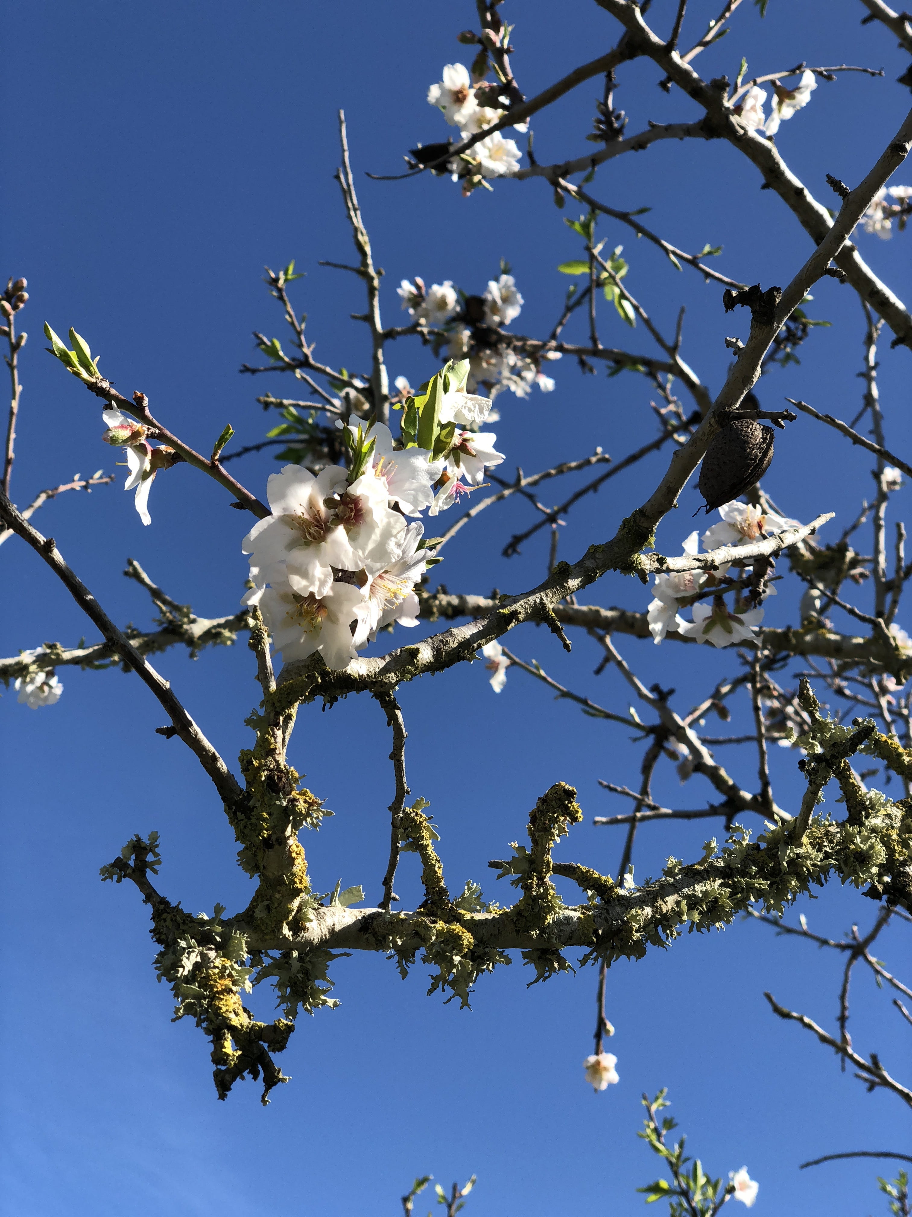 sky, background, cherry blossom, 4K, vulnerability, almonds, bloom, branches, mandelbaeumchen, growth, flowering plant, pollen, beauty in nature, spain, Phone HD Wallpaper