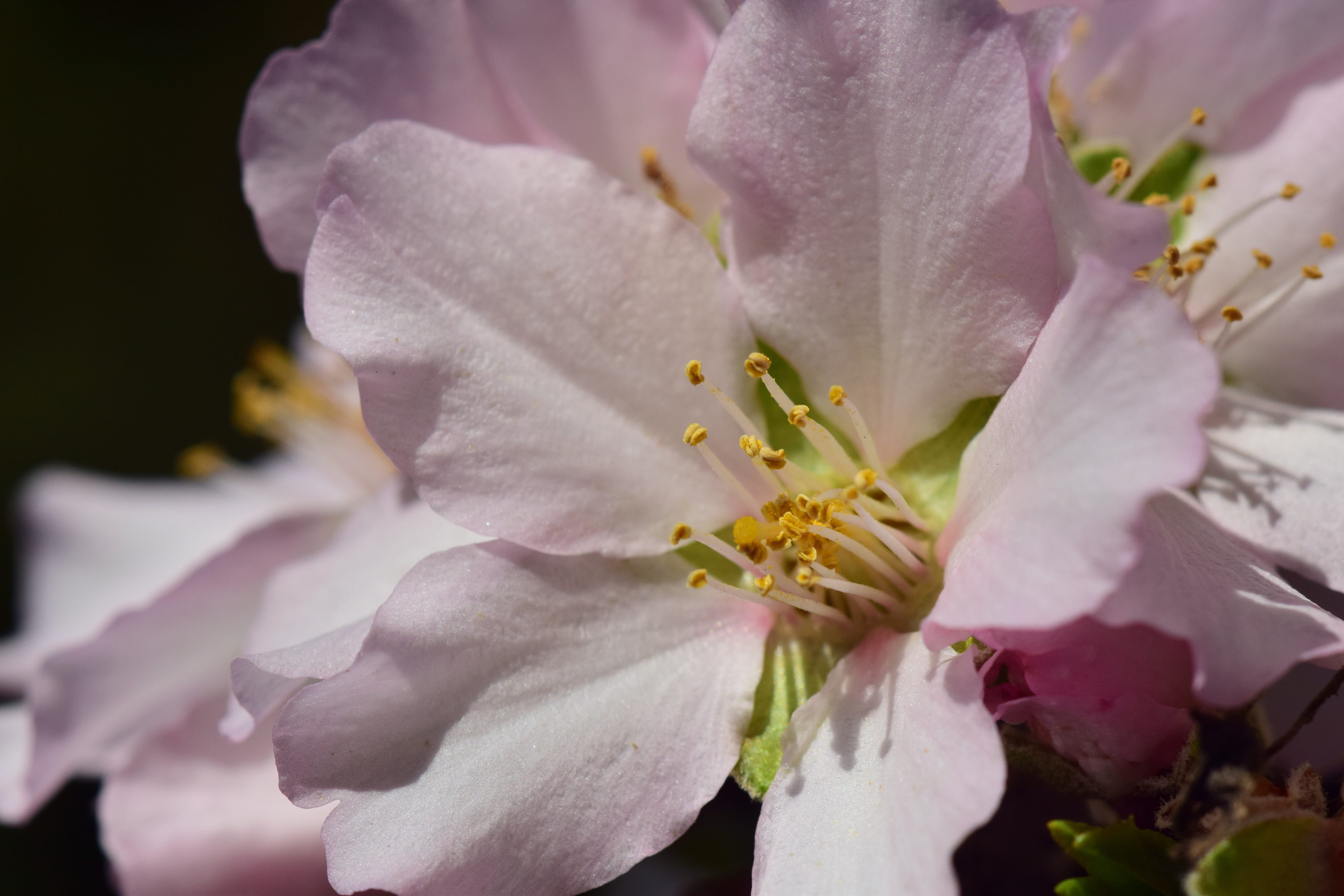 freshness, fragility, vulnerability, flower head, nature, beautiful, background, close-up, 5K, almond blossom, mediterranean, purple, pollen, flowers, HD Wallpaper