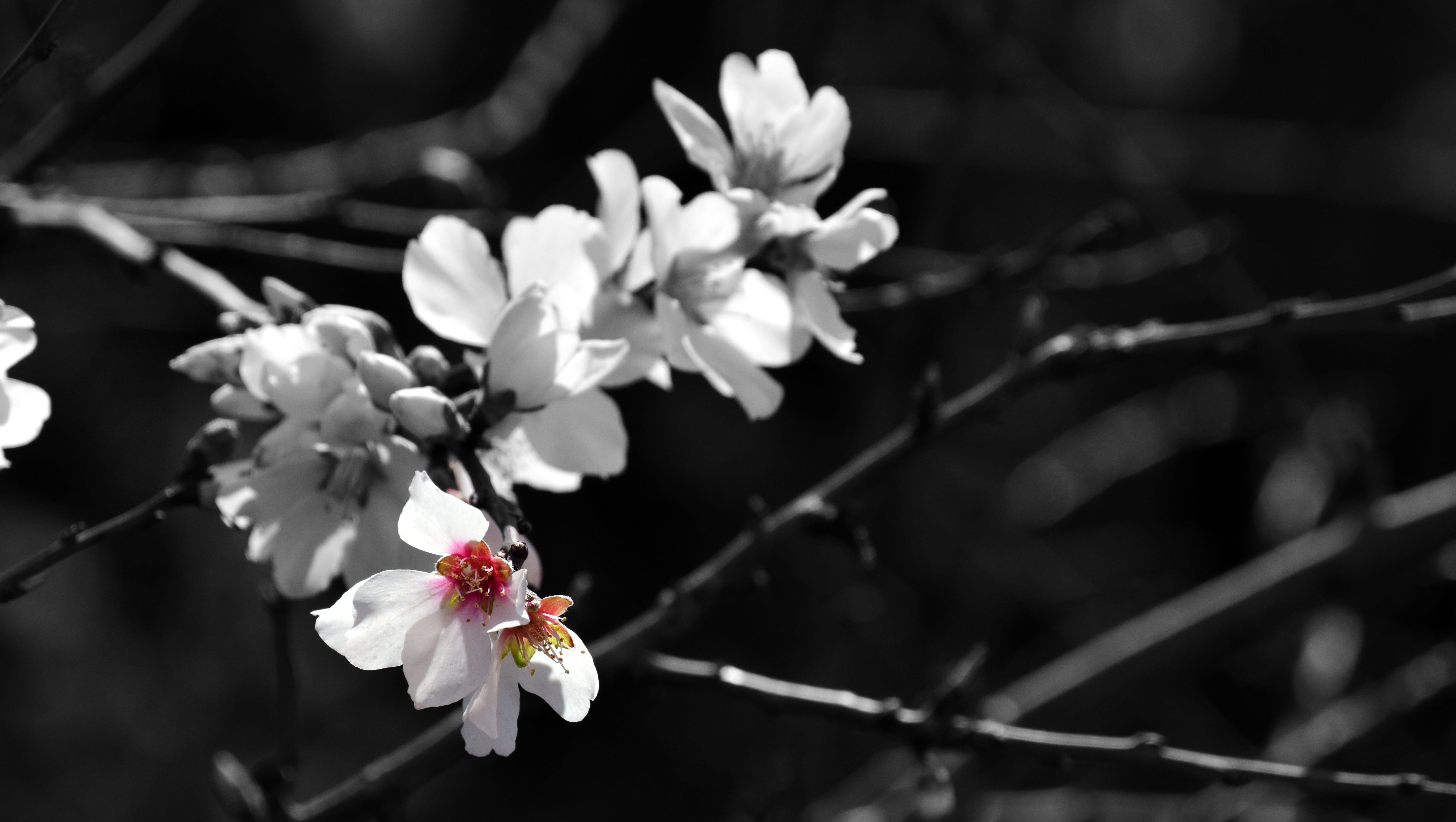 almond blossom, day, growth, flowers, fragility, petal, outdoors, springtime, romance, beauty in nature, no people, vulnerability, flower, smell, flowering plant, HD Wallpaper
