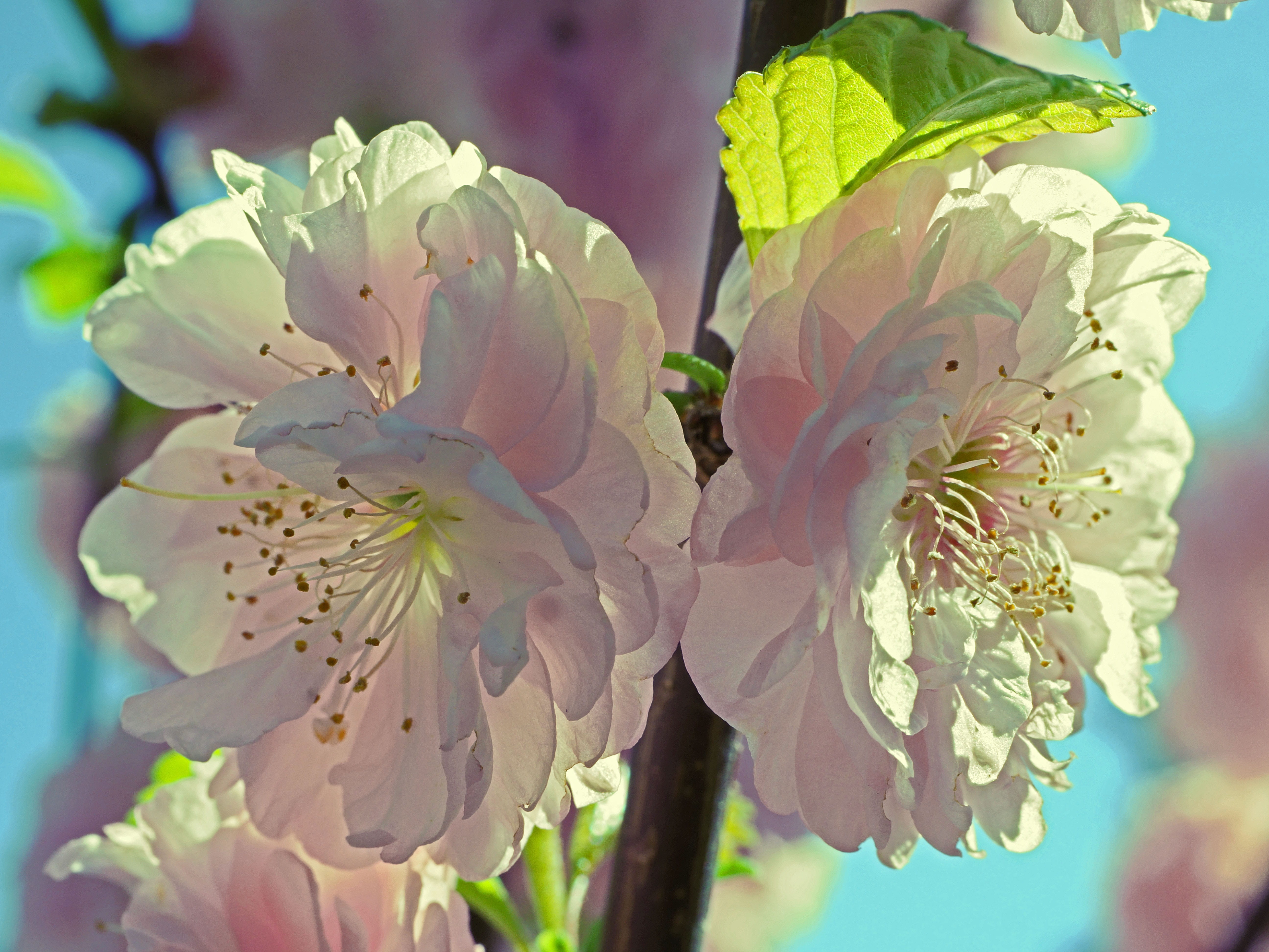 springtime, almond blossom, no people, close-up, pollen, outdoors, 5K, day, garden, vulnerability, fragility, freshness, incident light, transparent, flower head, HD Wallpaper