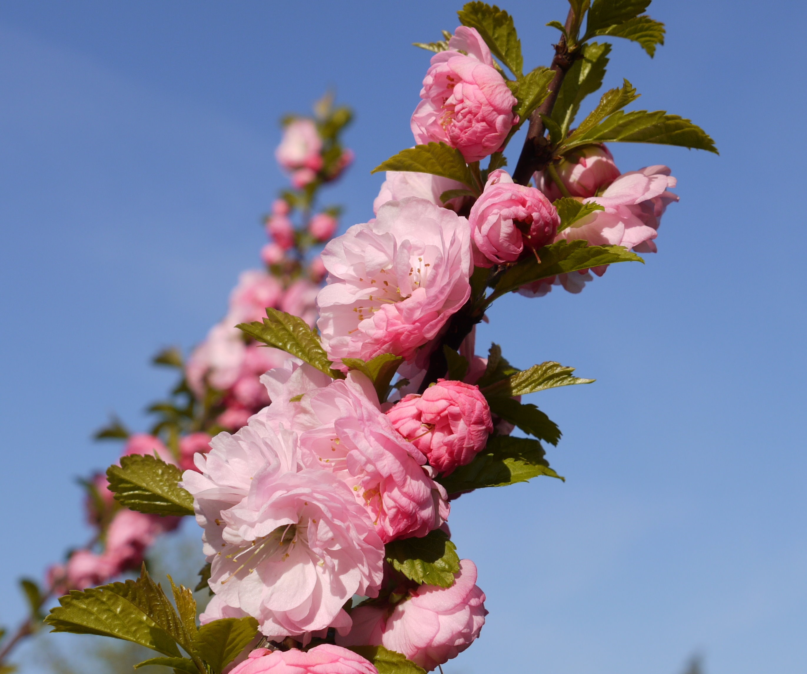 plant, almond tree, leaf, flowering plant, bud, springtime, close, cherry tree, freshness, bunch of flowers, mandelbaeumchen, 2K, beauty in nature, close-up, HD Wallpaper