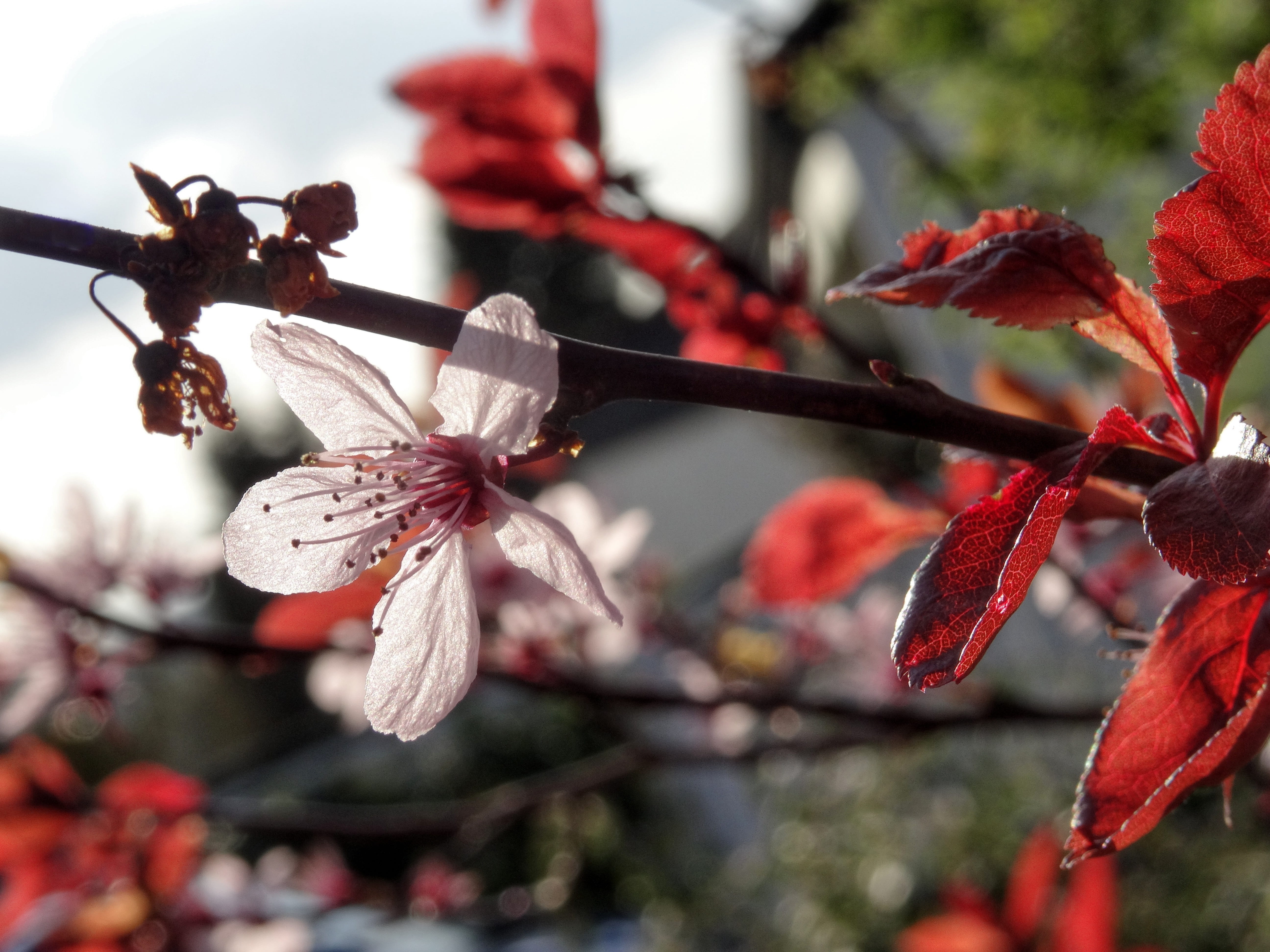 beauty in nature, twig, flower head, pink, freshness, flowering plant, branch, almond blossom, red, bloom, nature, fragility, flowering twig, flower, springtime, HD Wallpaper