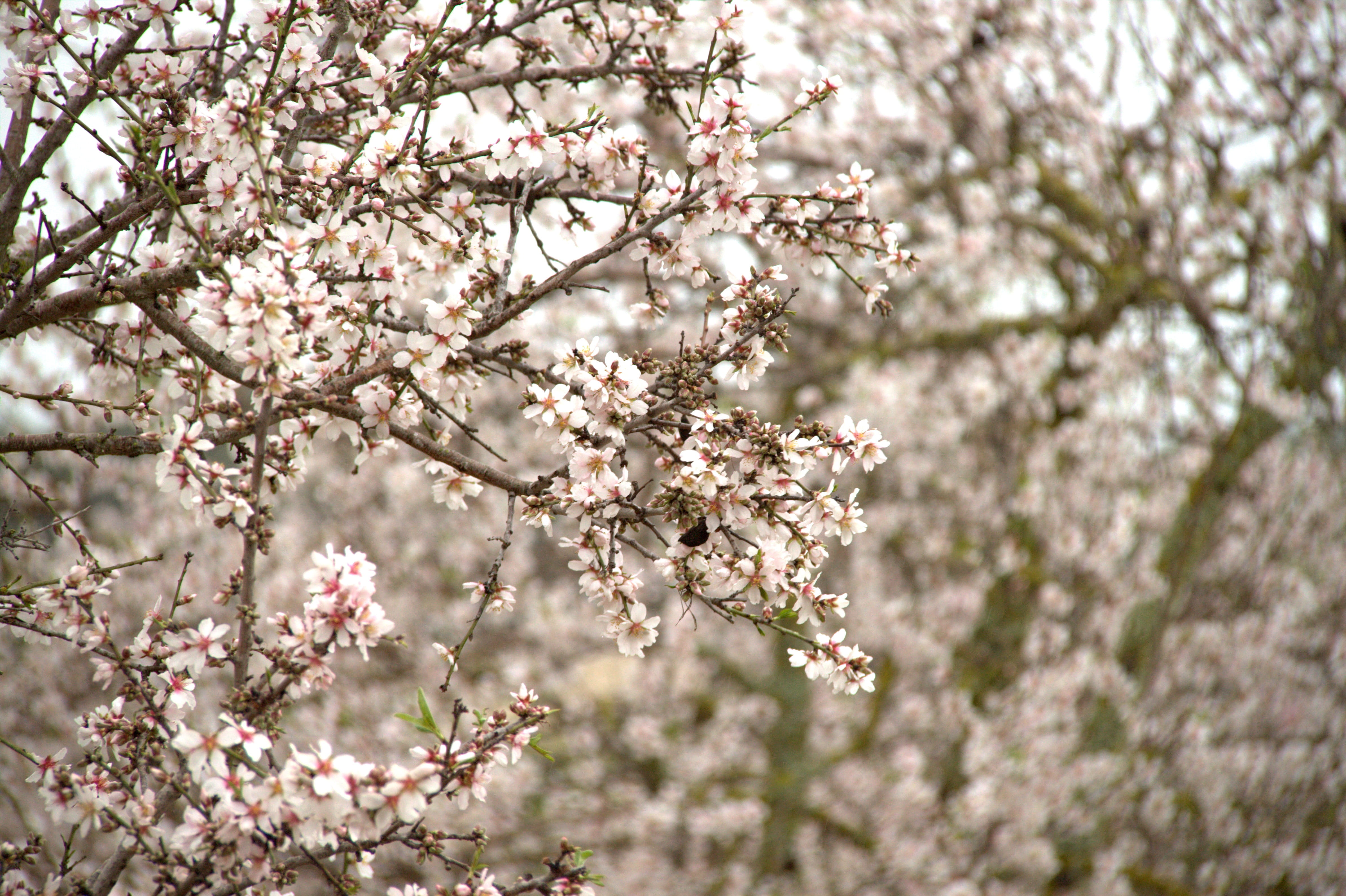 growth, tree, freshness, plant, blossom, pink color, close-up, flower head, beauty in nature, nature, pink, 4K, fragility, mallorca, almond tree, day, HD Wallpaper