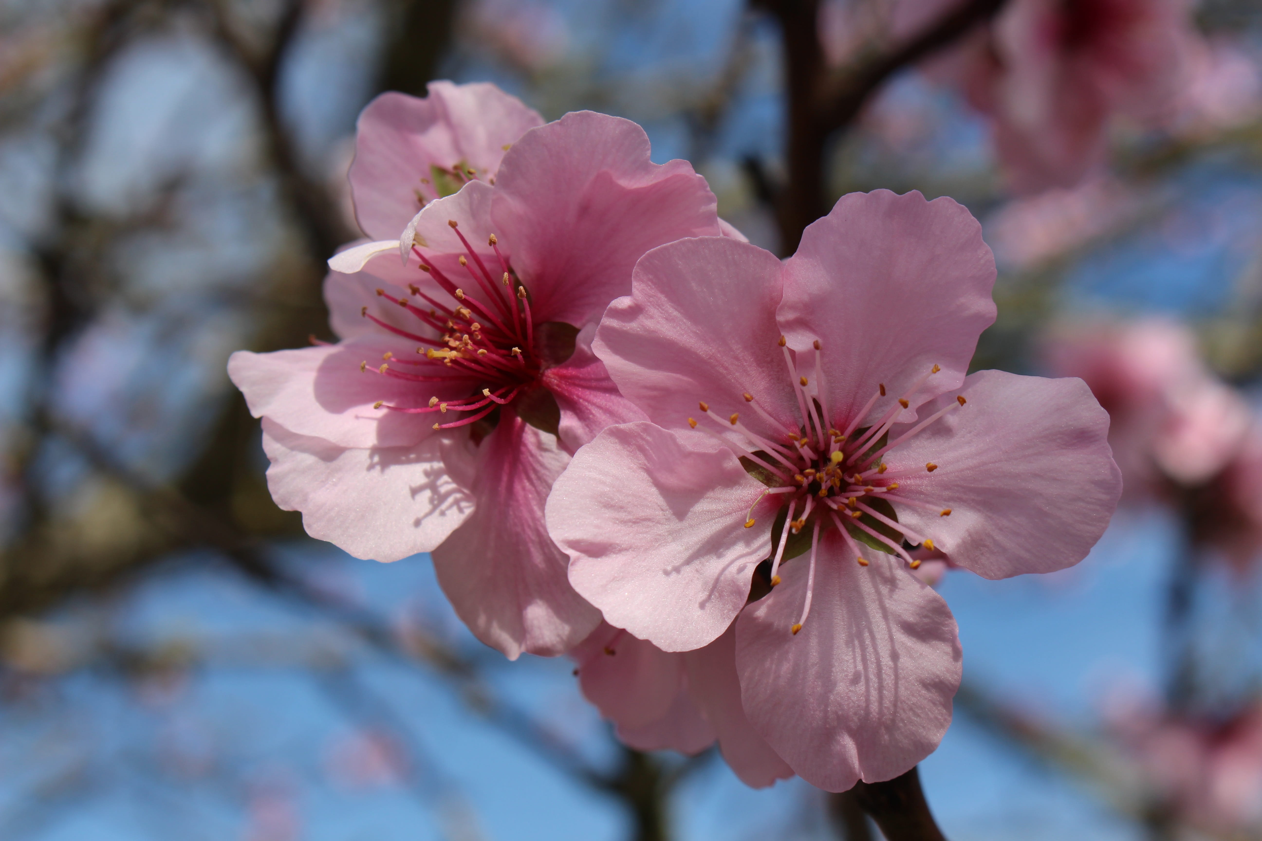 bloom, gimmeldingen, day, close-up, spring awakening, beauty in nature, flowers, branches, flower head, sachsen, petal, pink, mandelbaeumchen, stamen, flowering plant, HD Wallpaper