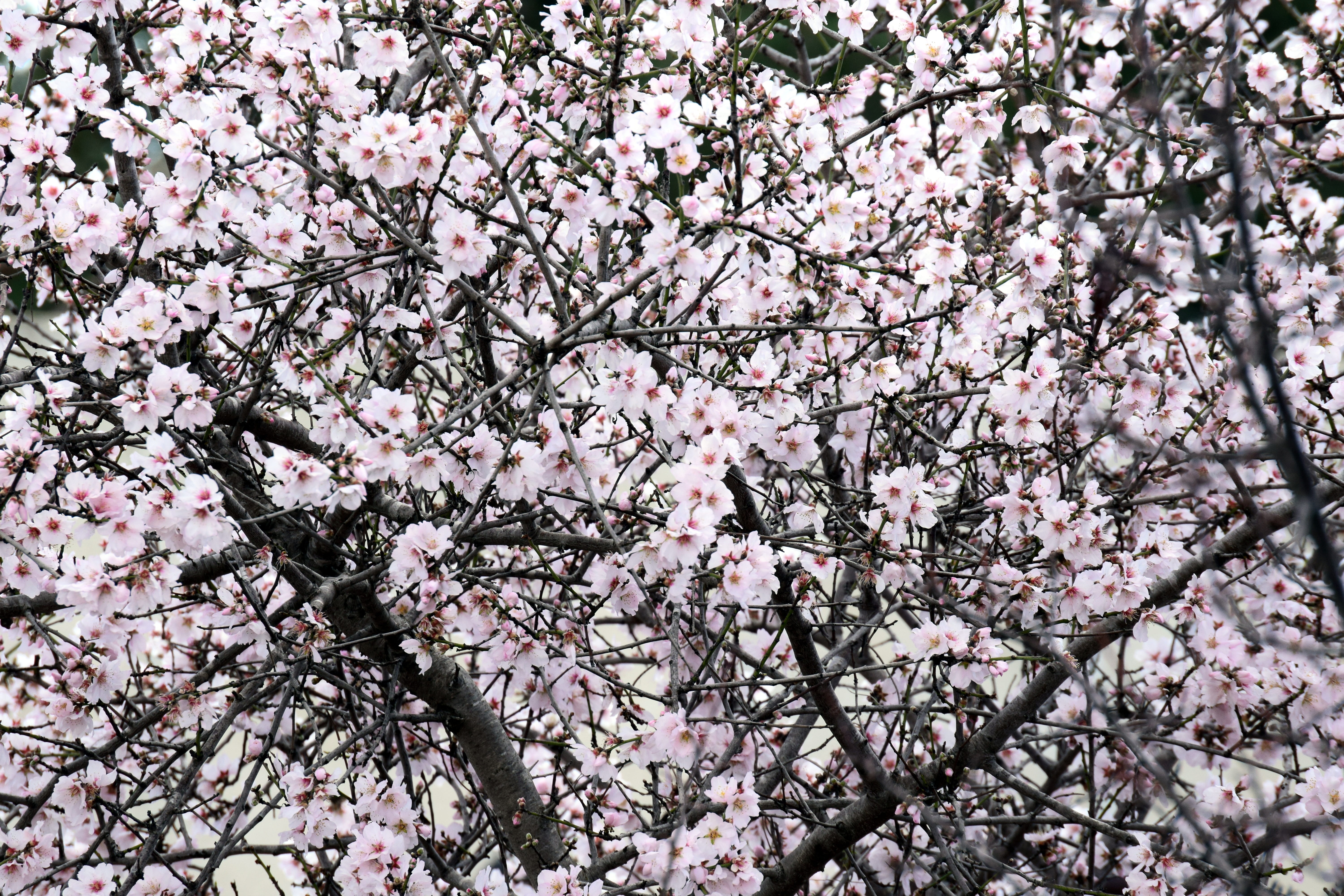romance, background, growth, almond blossom, cherry blossom, outdoors, mediterranean, bunch of flowers, branches, day, 5K, flowers, white, no people, almond tree, HD Wallpaper