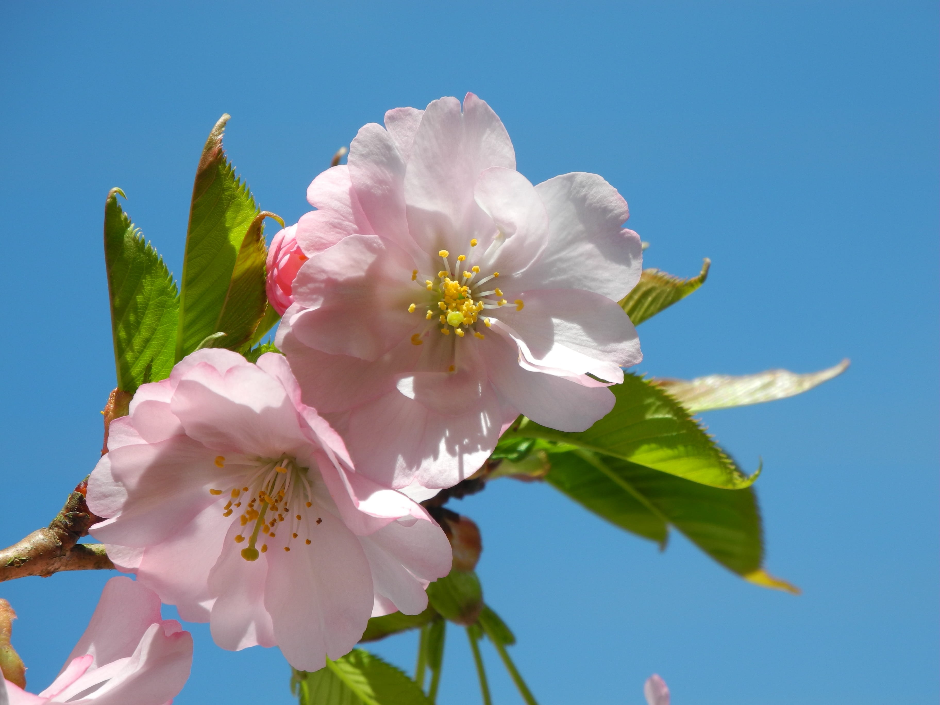 clear sky, close-up, pollen, cherry blossom, mandelbaeumchen, vulnerability, springtime, outdoors, sky, growth, flower, plant, inflorescence, flowering plant, HD Wallpaper