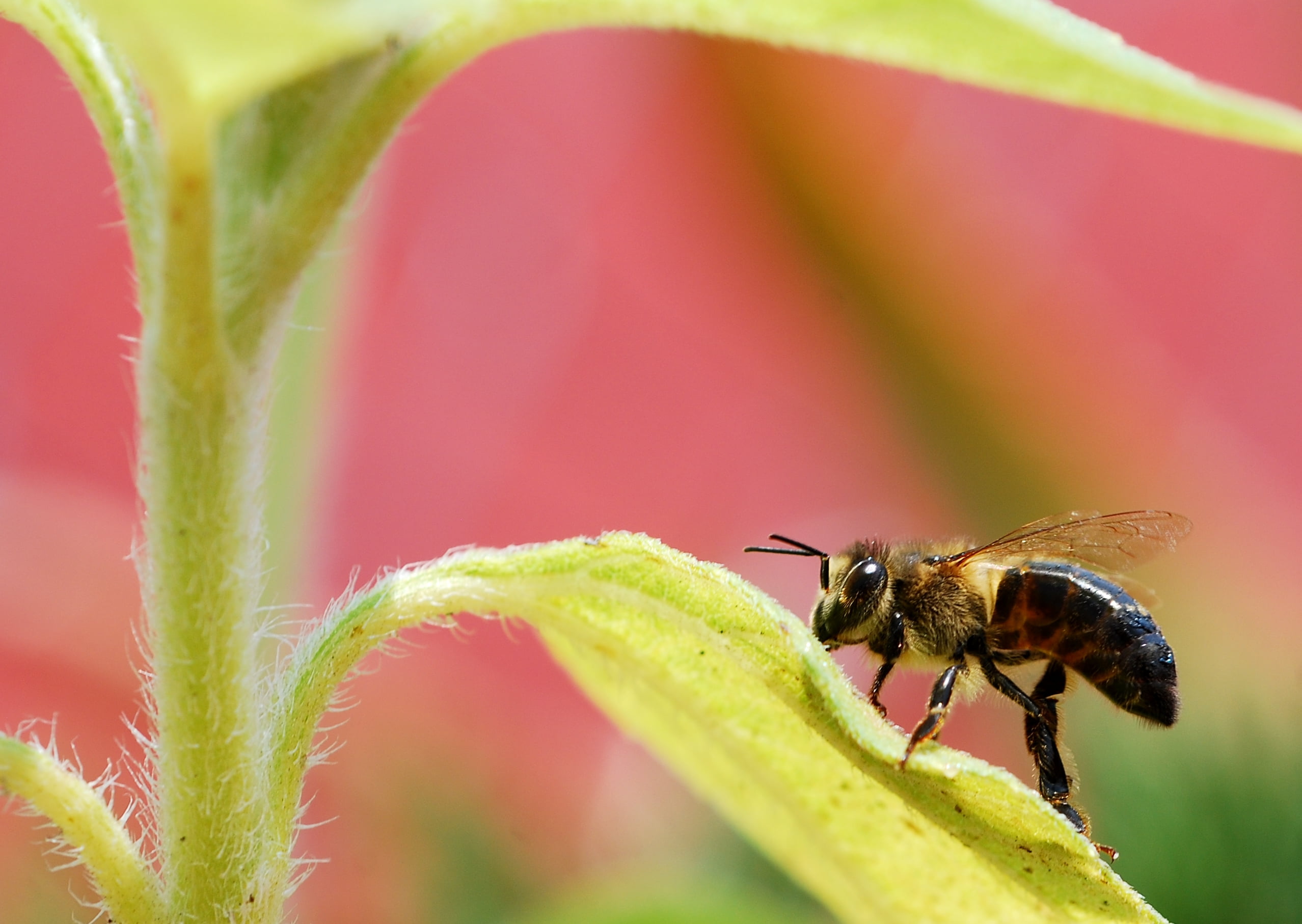 yellow, nature, green Color, 1080P, insect, shallow, honey, bee, close-up, focus, pollen, summer, pollination, flower, photography, leaf, animal Wing, HD Wallpaper