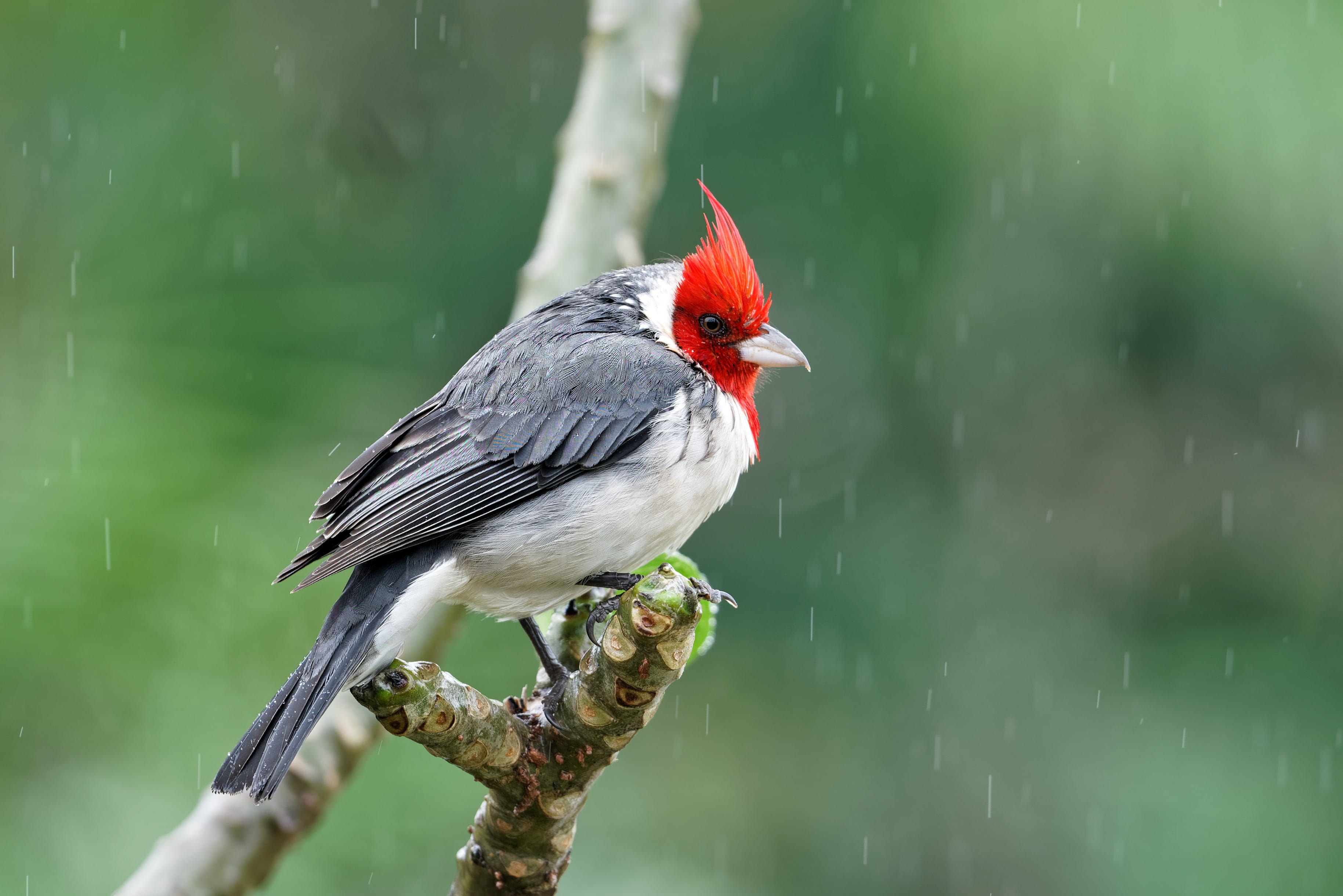 cardinal - bird, bird, animal wildlife, red, produce, plant, one animal, perching, animal themes, water, maui, grey, selective focus, beak, no people, hawaii, HD Wallpaper