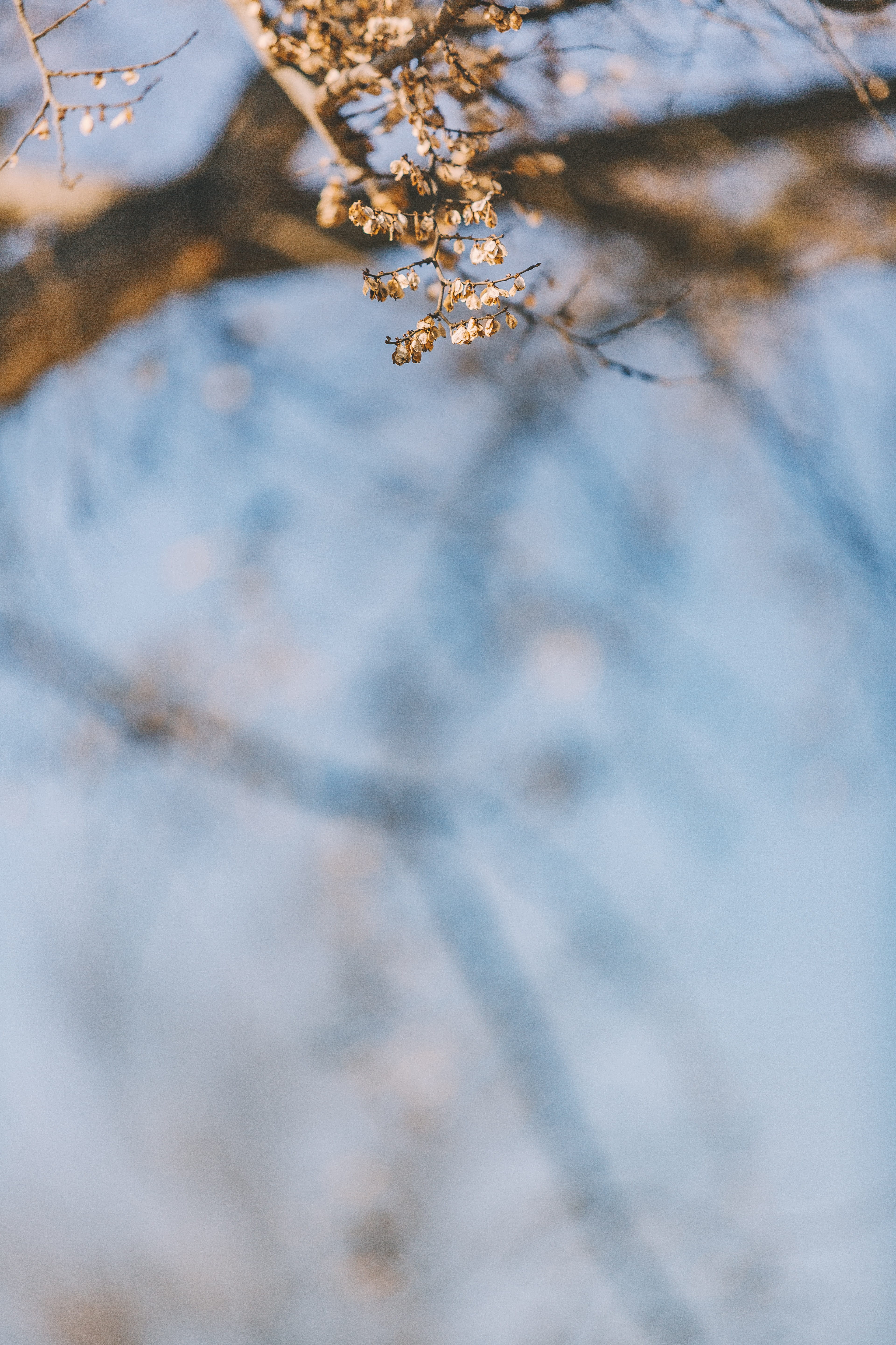 5K, fragility, arachnid, conifer, abies, invertebrate, plant, close-up, focus on foreground, flower, focus, ice, growth, low angle view, outdoors, water, Phone HD Wallpaper