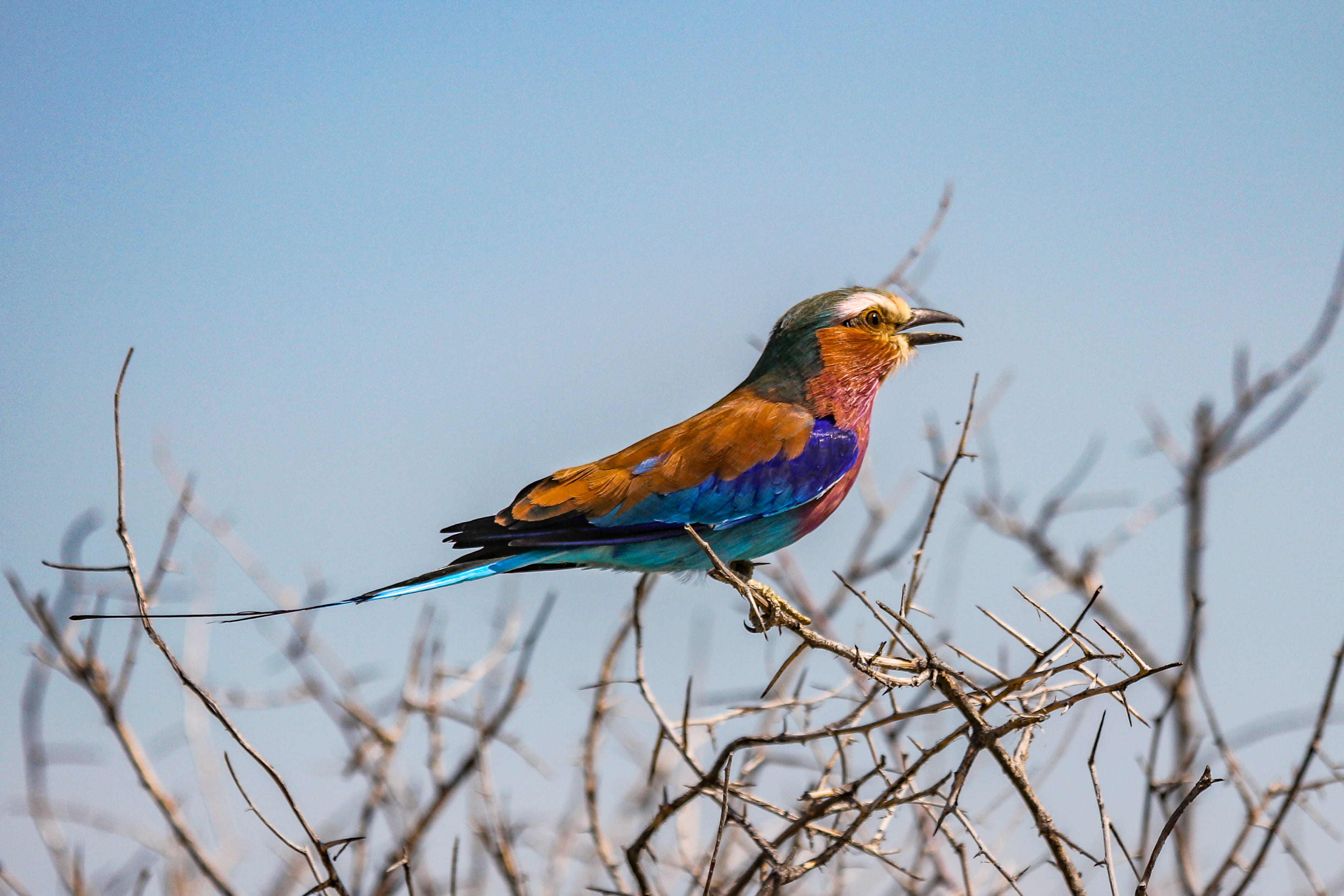 outdoors, animal wildlife, no people, animals in the wild, one animal, blue, unnamed road, bee eater, focus on foreground, bird, colorful, day, tree, kingfisher, HD Wallpaper