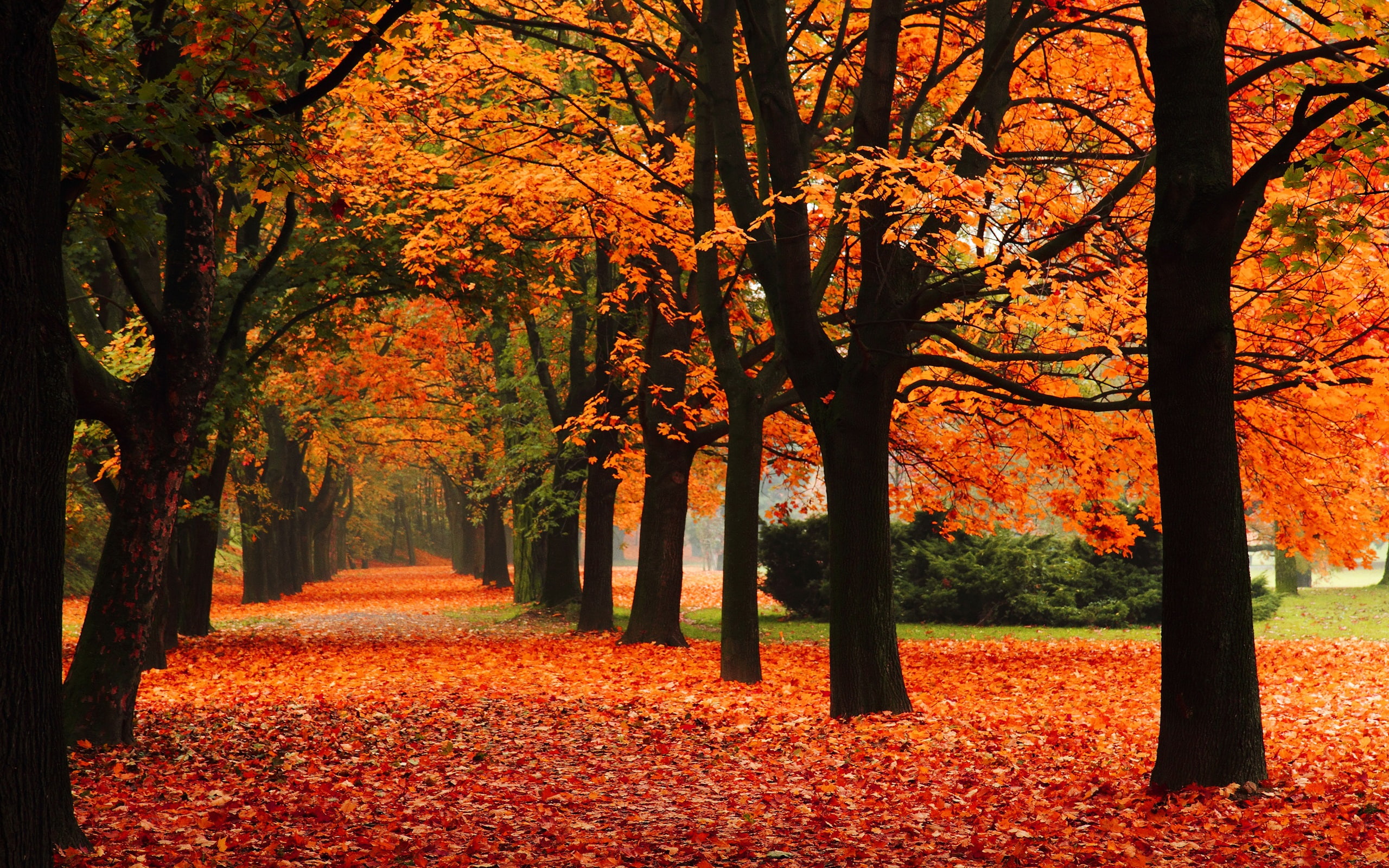 Trees, Red, 2K, Leaves, Autumn, Alley, Park, HD Wallpaper