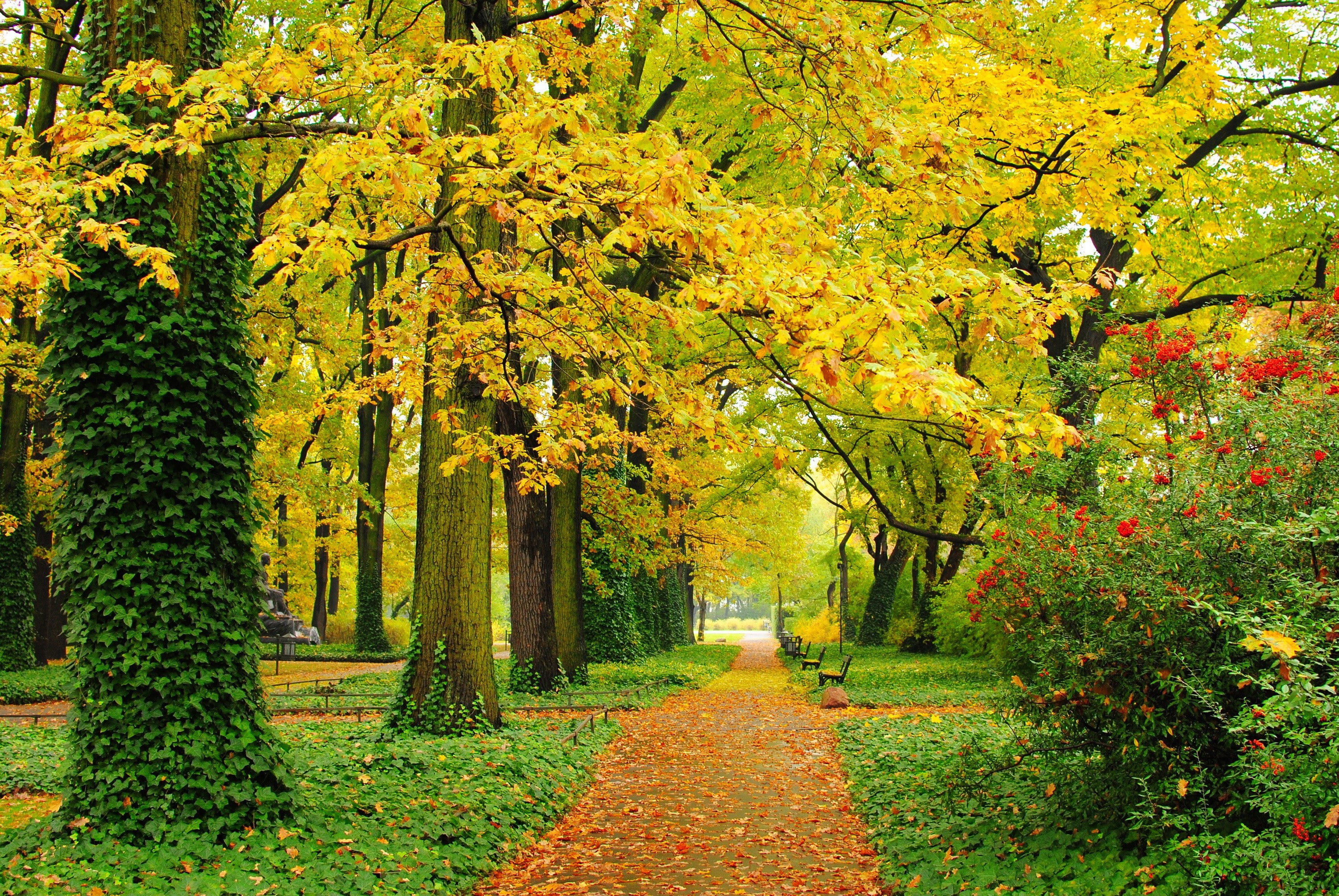 park, trees, benches, foliage, paths, Autumn, yellow, 2K, leaves, alley, green, HD Wallpaper