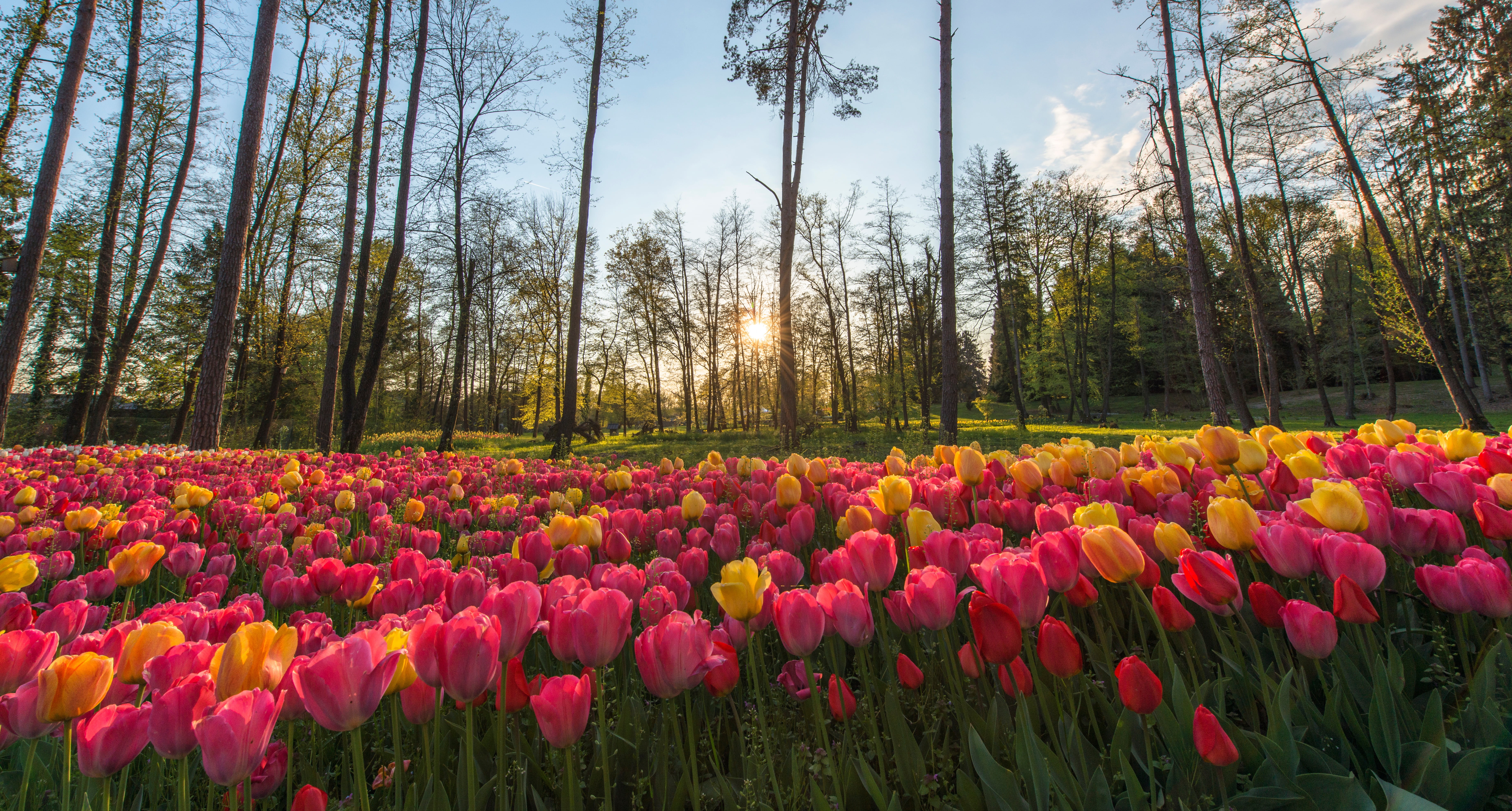 clouds, scenics, nature, 5K, no people, yellow, pink color, land, non-urban scene, rose, sunny, petals, sky, pink, scenics - nature, springtime, tranquility, HD Wallpaper