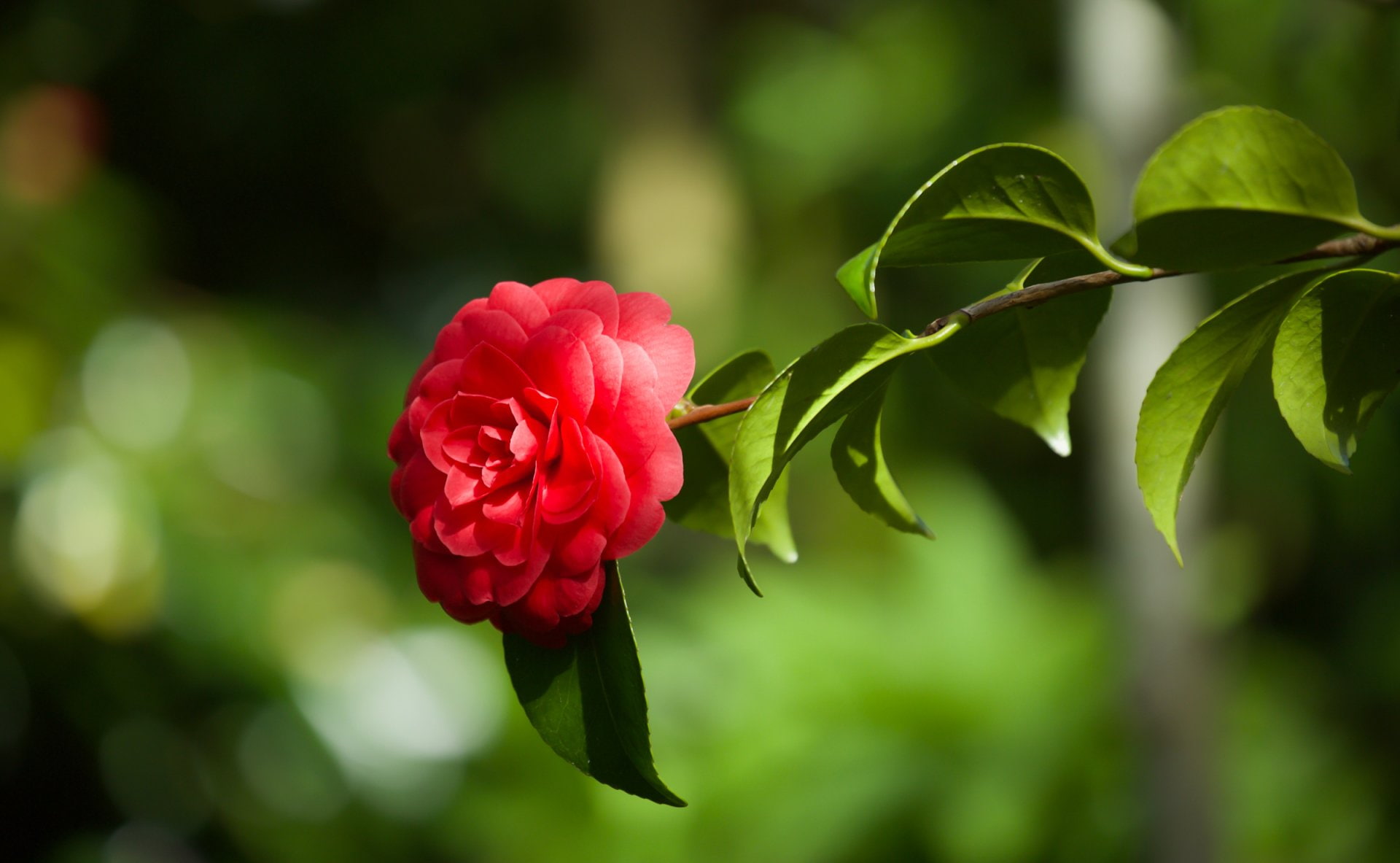 Bokeh, Flower, Flowers, Camellia, 1080P, Red Flower, HD Wallpaper