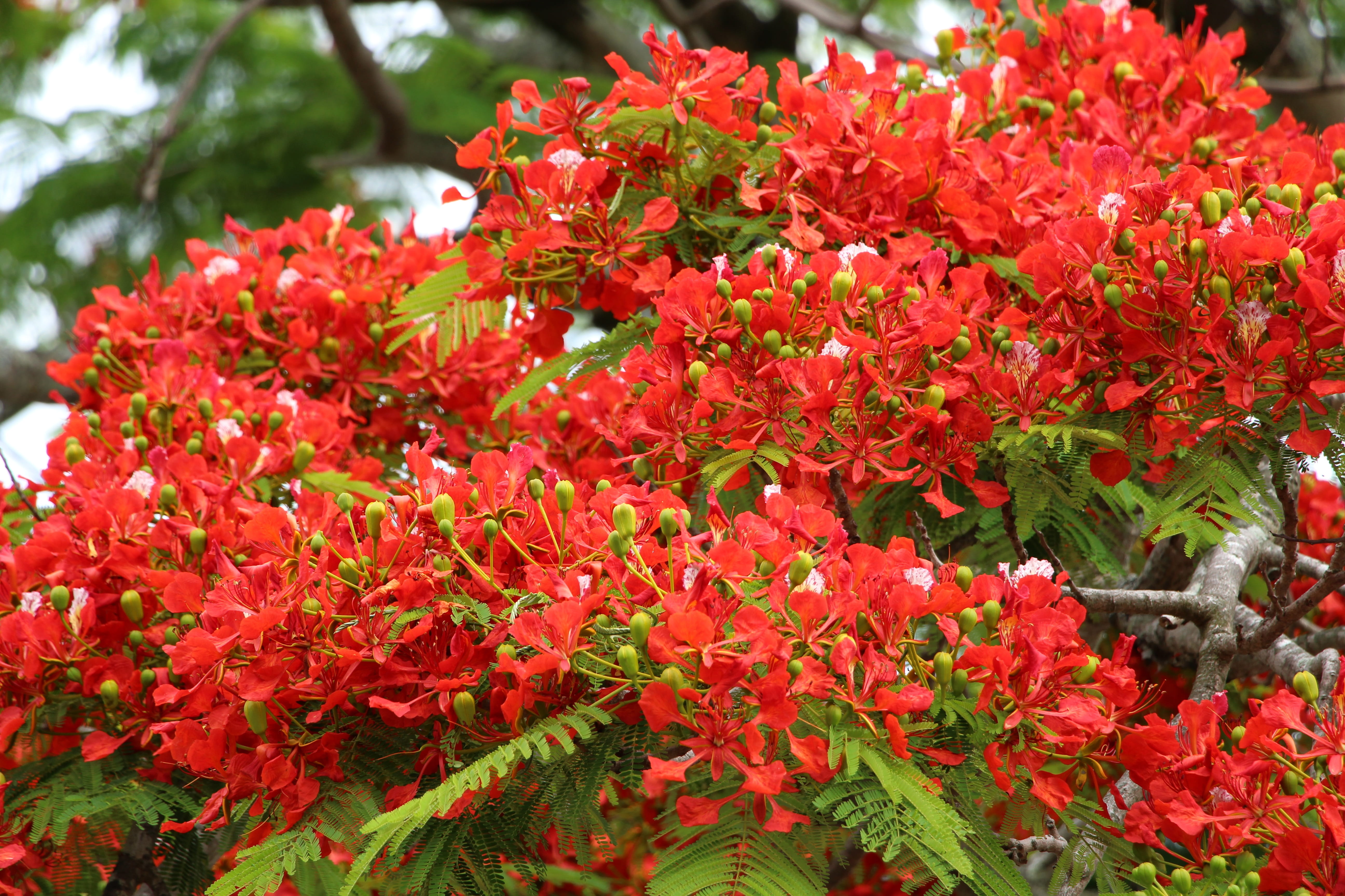 focus on foreground, springtime, nature, flamboyant, inflorescence, growth, 5K, beauty in nature, plant, trees, close-up, reunion island, red, flower head, HD Wallpaper
