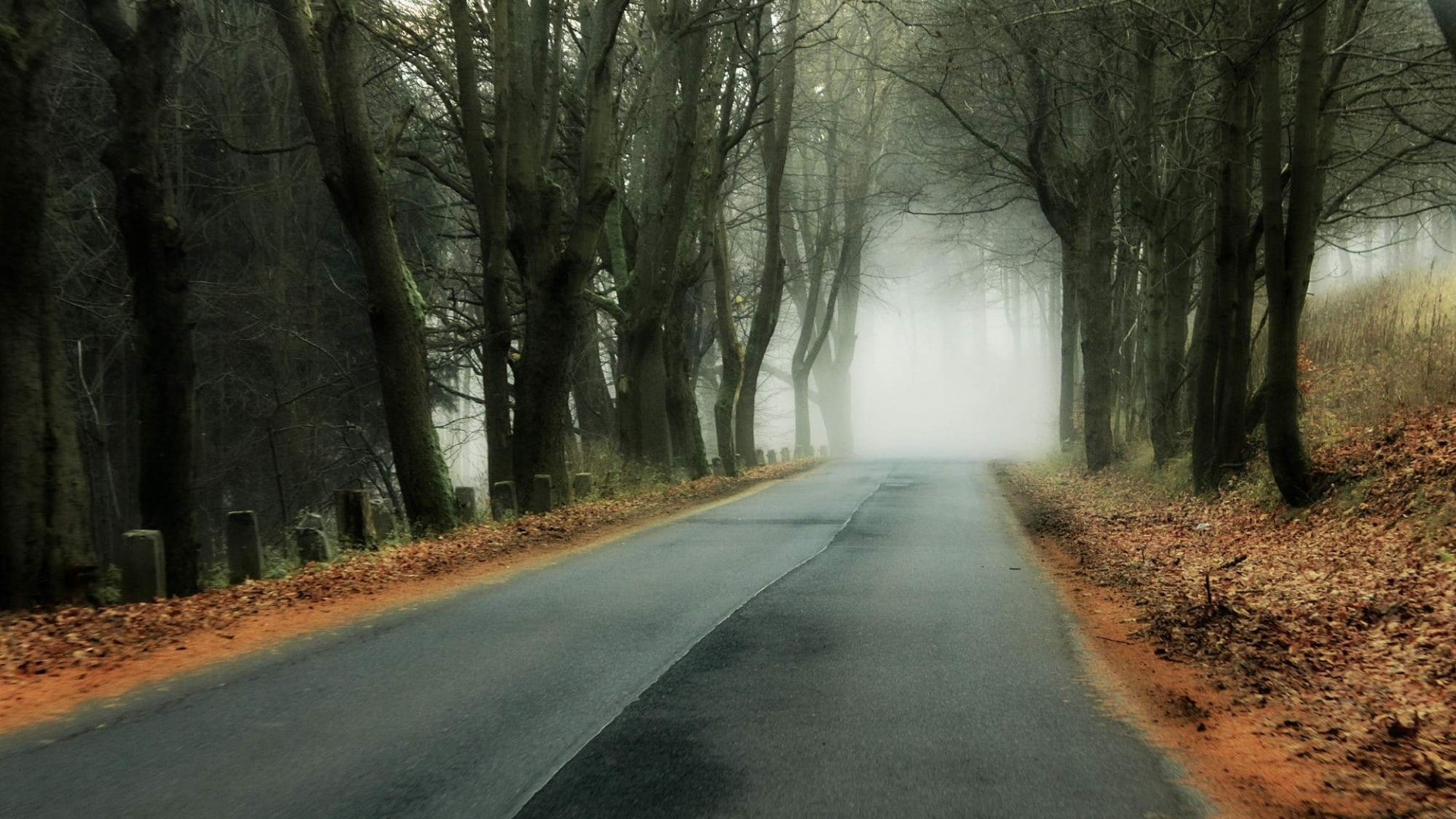 transportation, road, no people, trees, tree trunk, nature, leaves, day, mist, tree, forest, 1080P, treelined, wood, fog, outdoors, empty road, diminishing perspective, HD Wallpaper