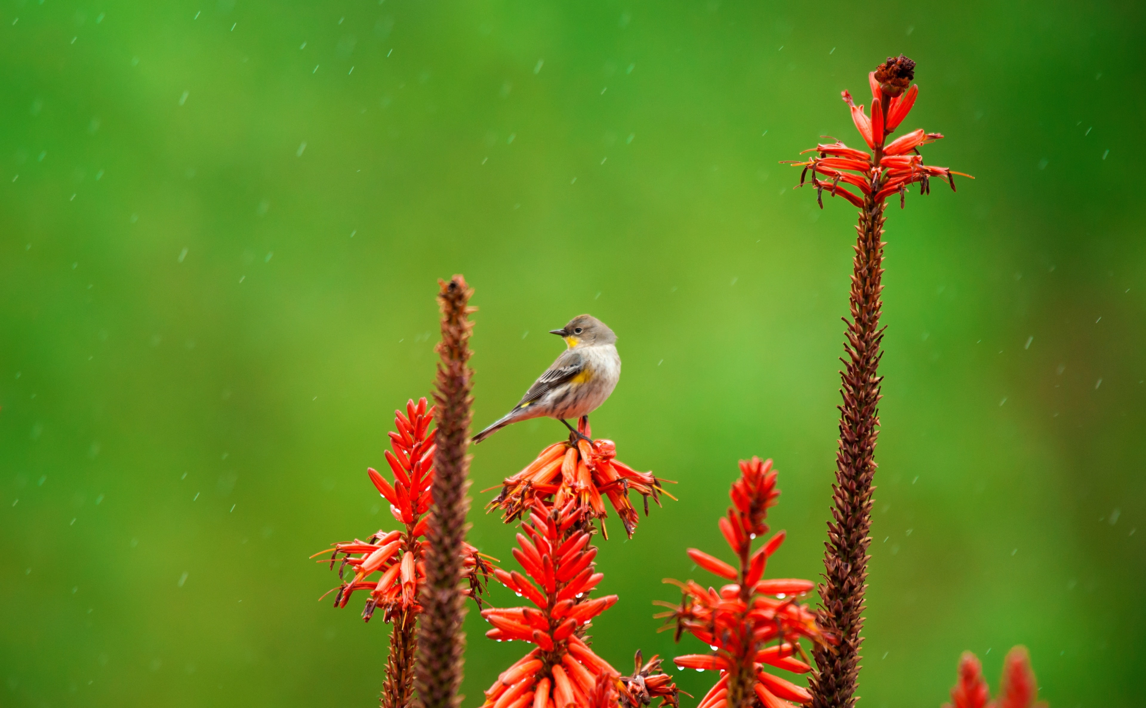 Rain, Flowers, Birds, Raindrops, flower, green color, animal wildlife, Orange, nature, Closeup, growth, beauty in nature, vertebrate, Macro, Tiny, plant, HD Wallpaper