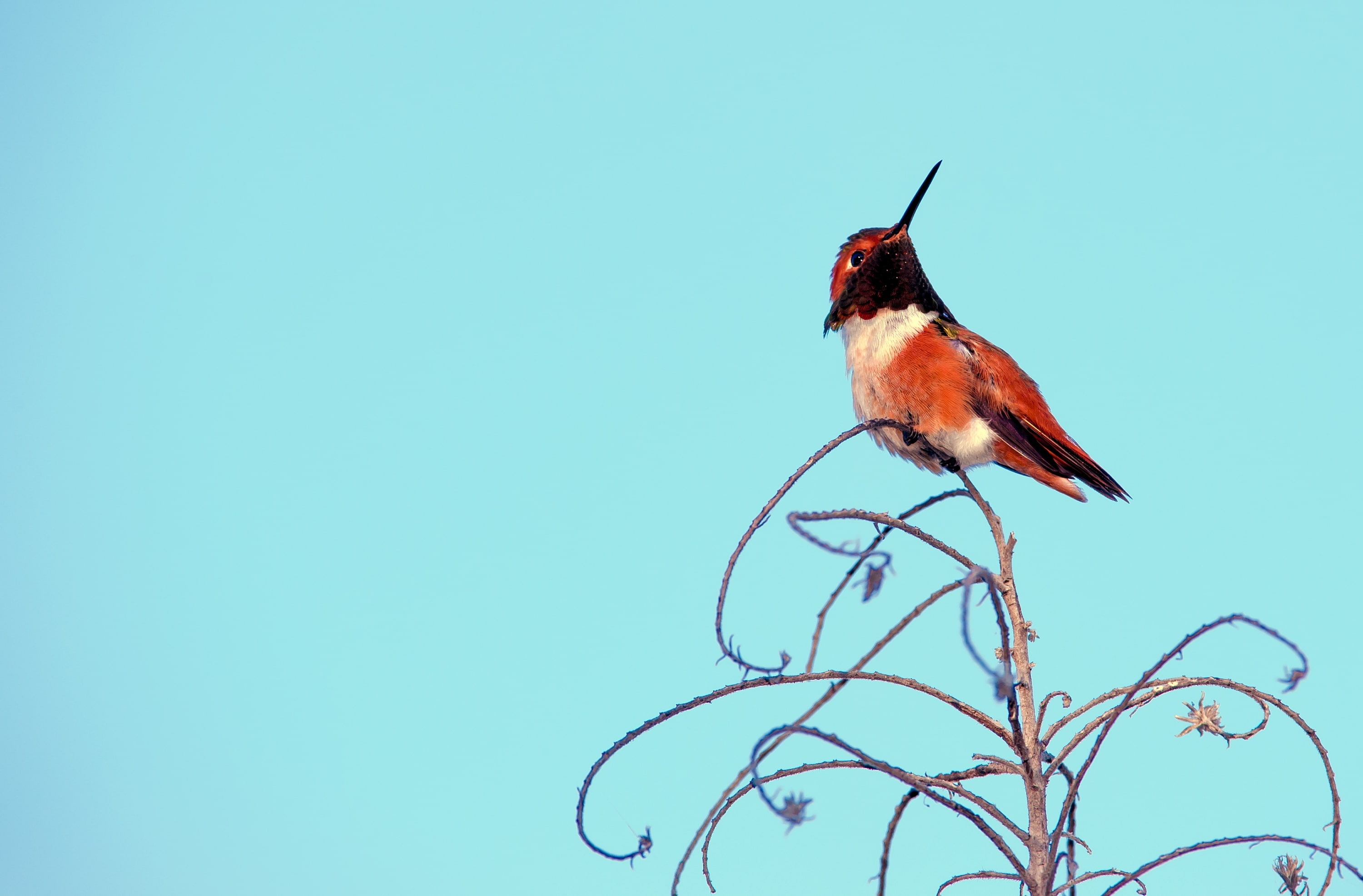 outdoors, unitedstates, Colors, California, animals in the wild, one animal, Branch, Tiny, Photography, Rest, animal, losangeles, copy space, Closeup, Orange, HD Wallpaper