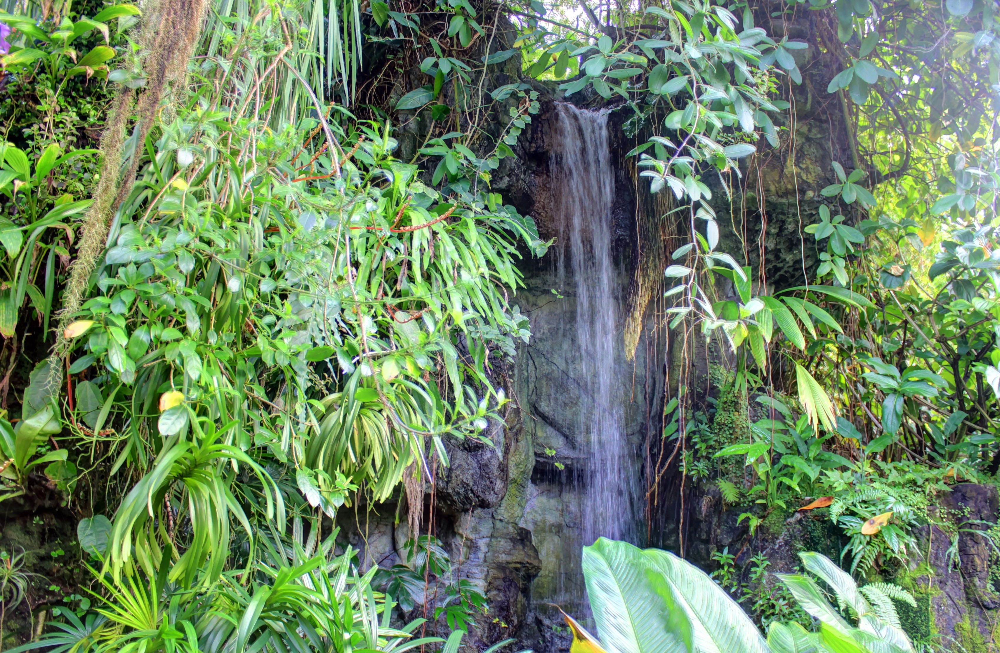 flowing water, beauty in nature, attraction, motion, arboretum, ferns, tropical, usa, saint louis, plant part, foliage, land, 2K, waterfall, falling water, HD Wallpaper
