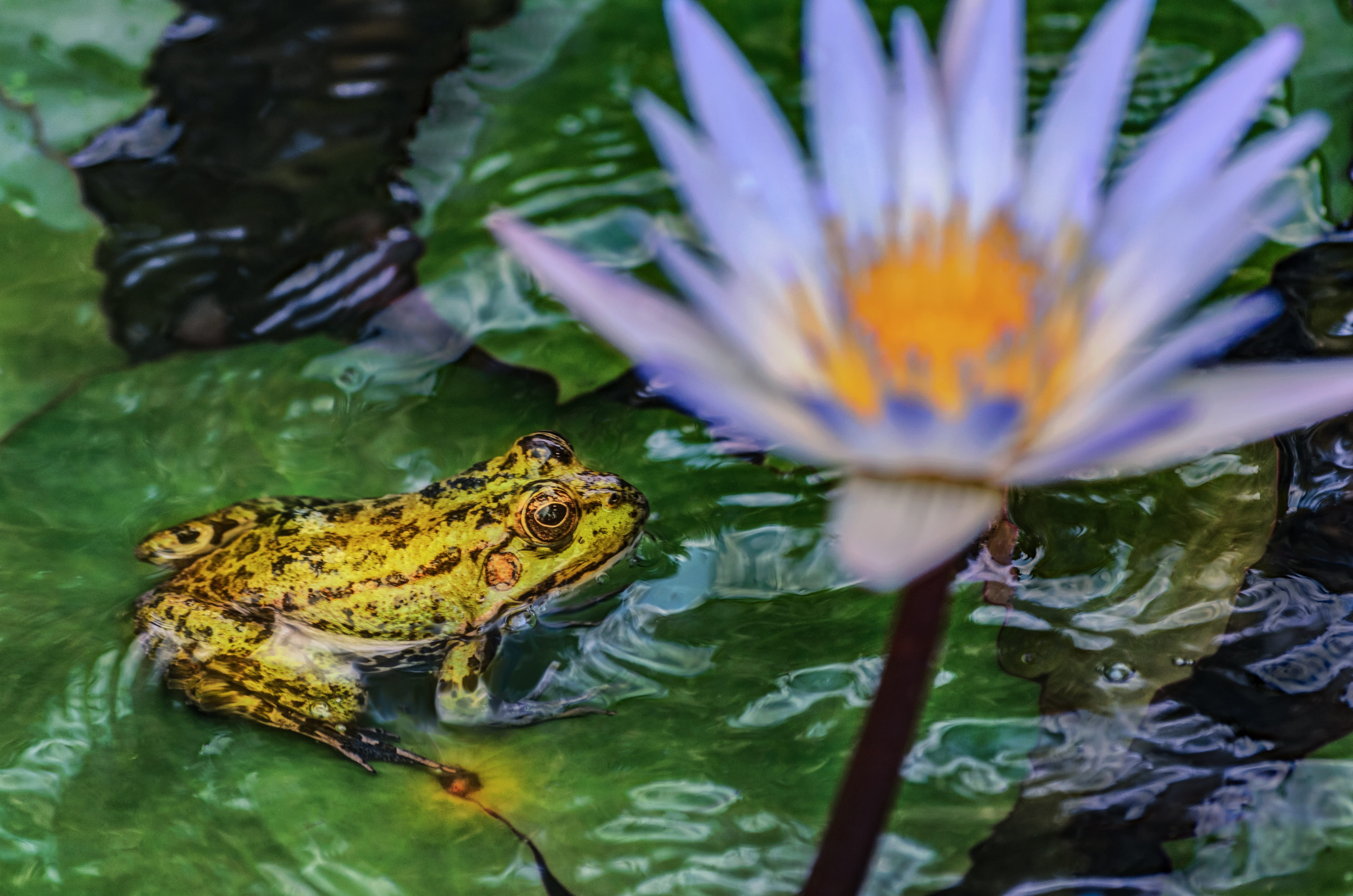 leaves, lake, botanical garden, 4K, animal themes, green, park, lily white, frog, beauty in nature, water lily, water, plant, growth, day, flowering plant, HD Wallpaper