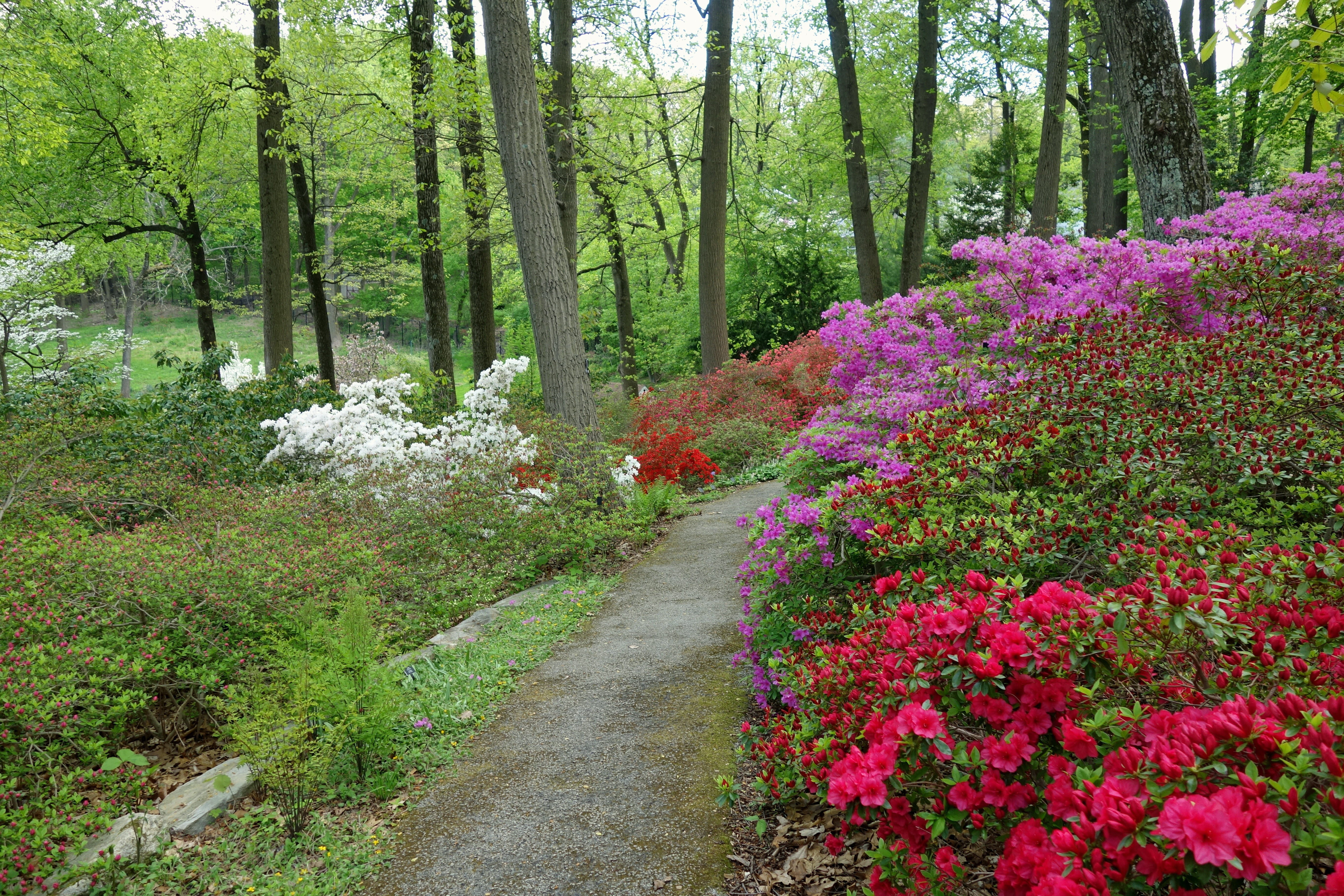 beauty in nature, scenics - nature, red, devon, pennsylvania, flowerbed, red, green color, outside, springtime, purple, flower, outdoors, no people, trees, HD Wallpaper