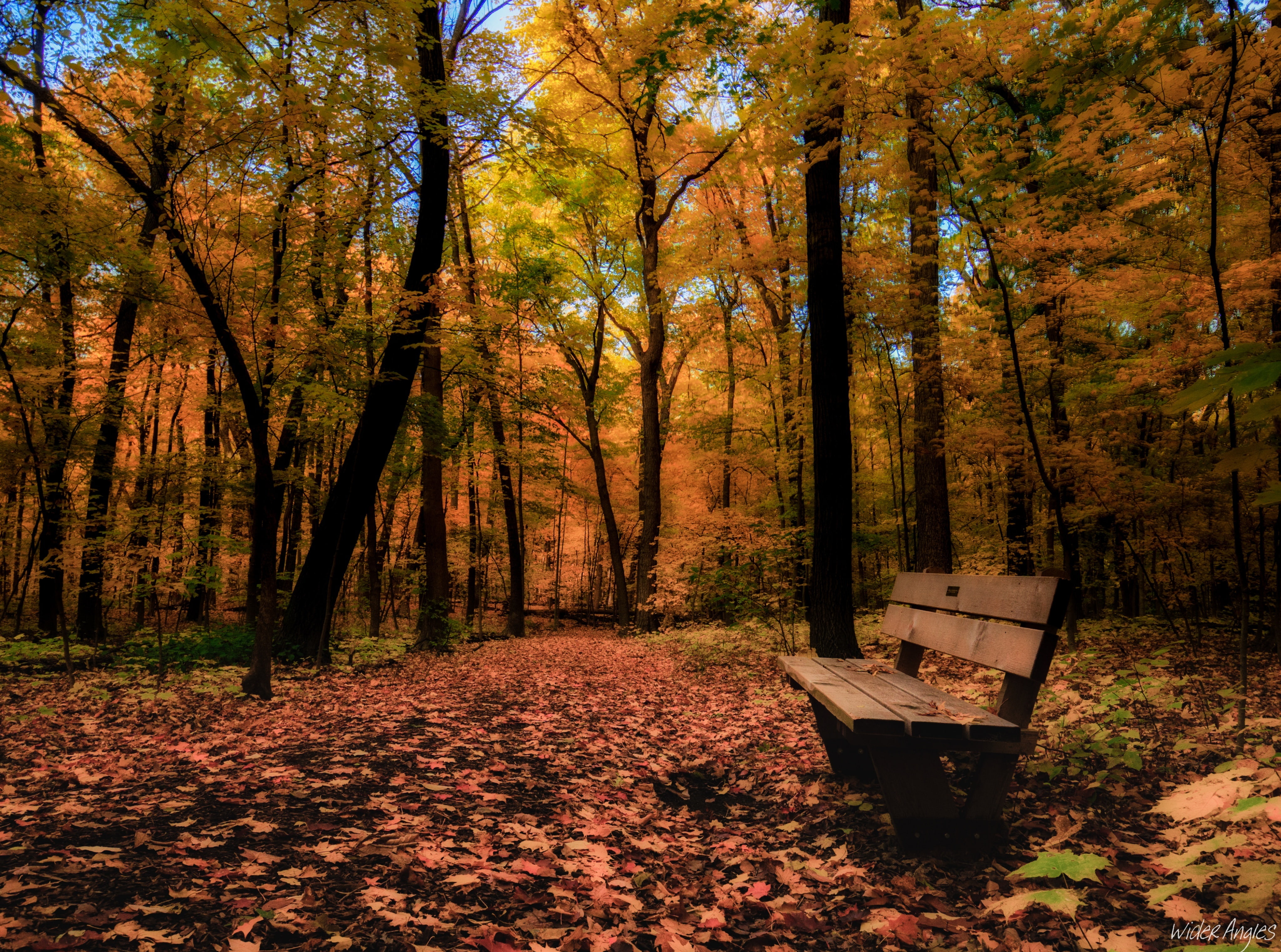 outdoors, morton, growth, Colors, forest, unitedstates, land, Seasons, orange color, plant, beauty in nature, Bench, tranquility, tree trunk, Autumn, Magic, HD Wallpaper