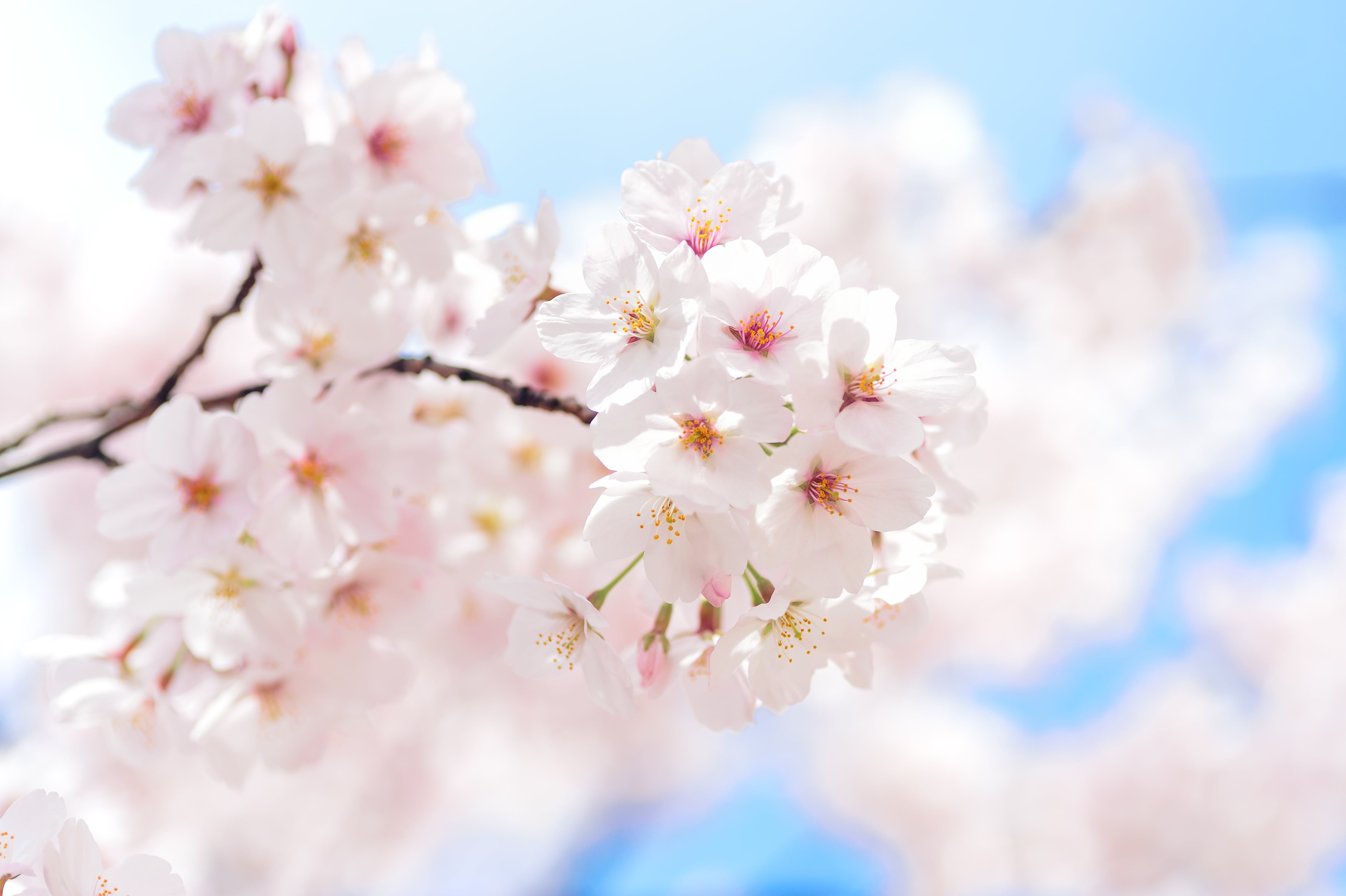 flowers, pink, flowering plant, bunch of flowers, close-up, pollen, day, photography, nature, cherry blossom, bright, cherry tree, tree, focus, flower head, HD Wallpaper