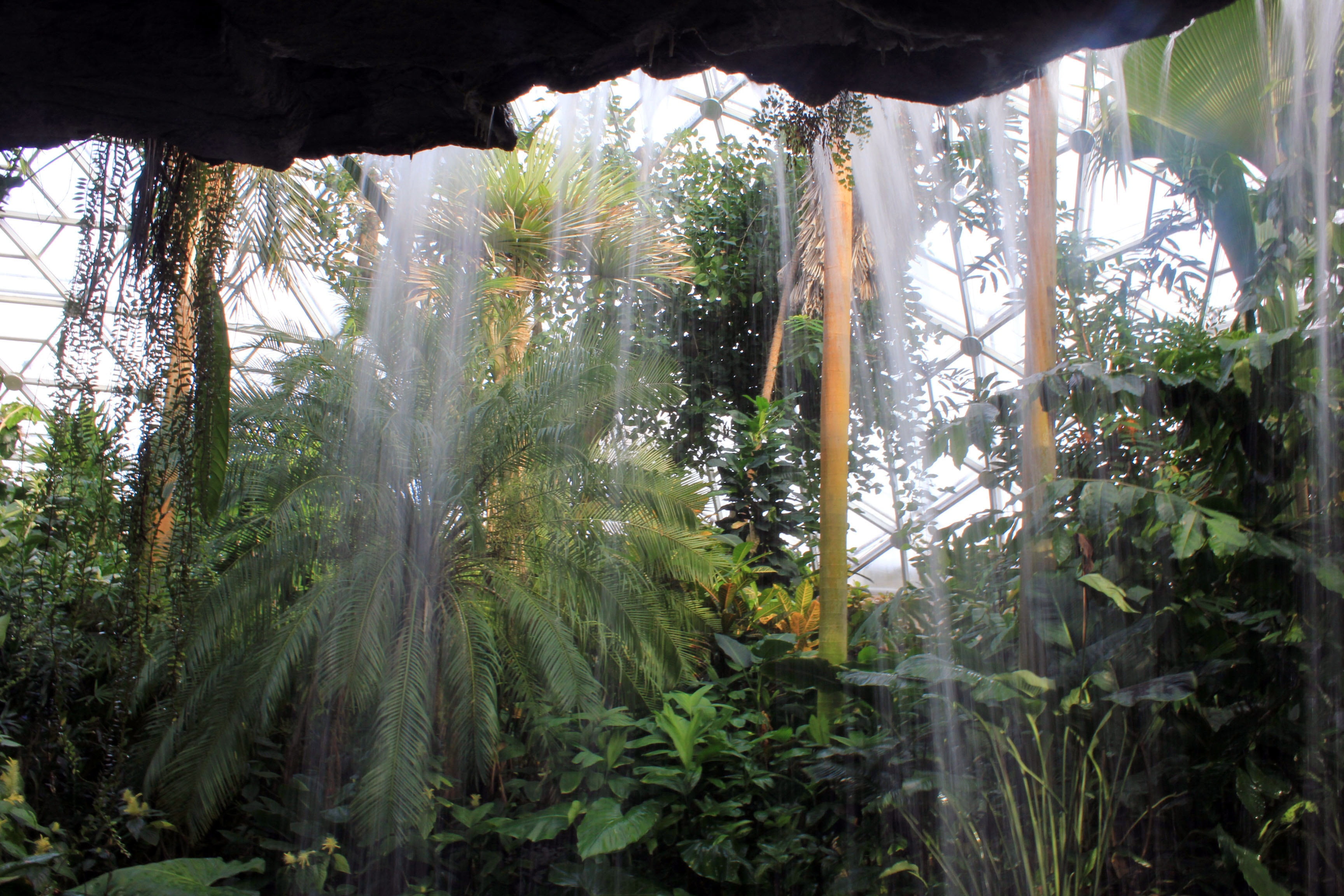waterfall, climatron, indoors, non-urban scene, land, window, saint louis, beauty in nature, tree, usa, stream, attraction, tranquility, ferns, nature, HD Wallpaper