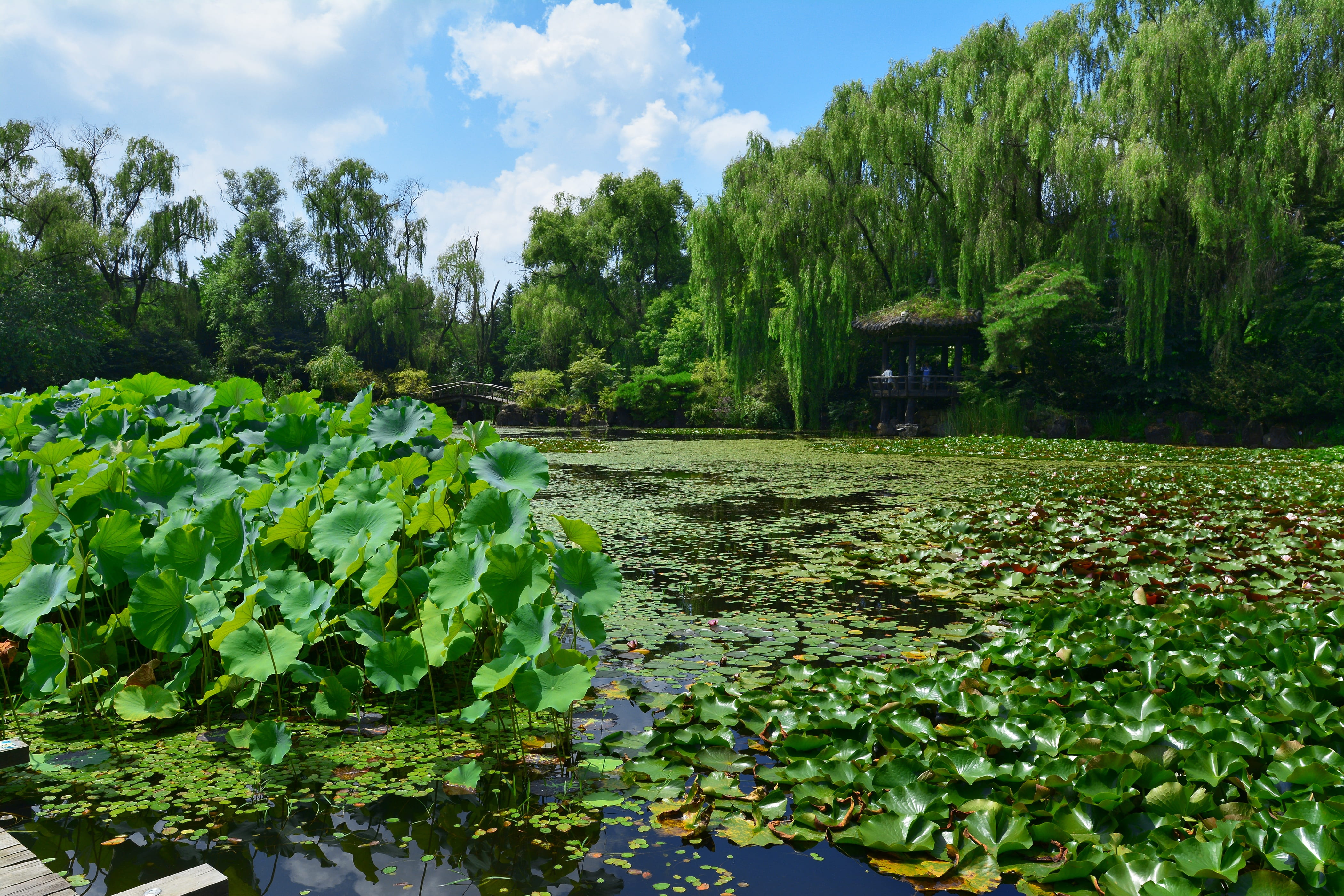 floating on water, nature, paju, sleep, day, hyacinth, cloud, flowers, blue, the nature of the, wangbeodeul, lotus, land, aquatic plants, flowering plant, HD Wallpaper