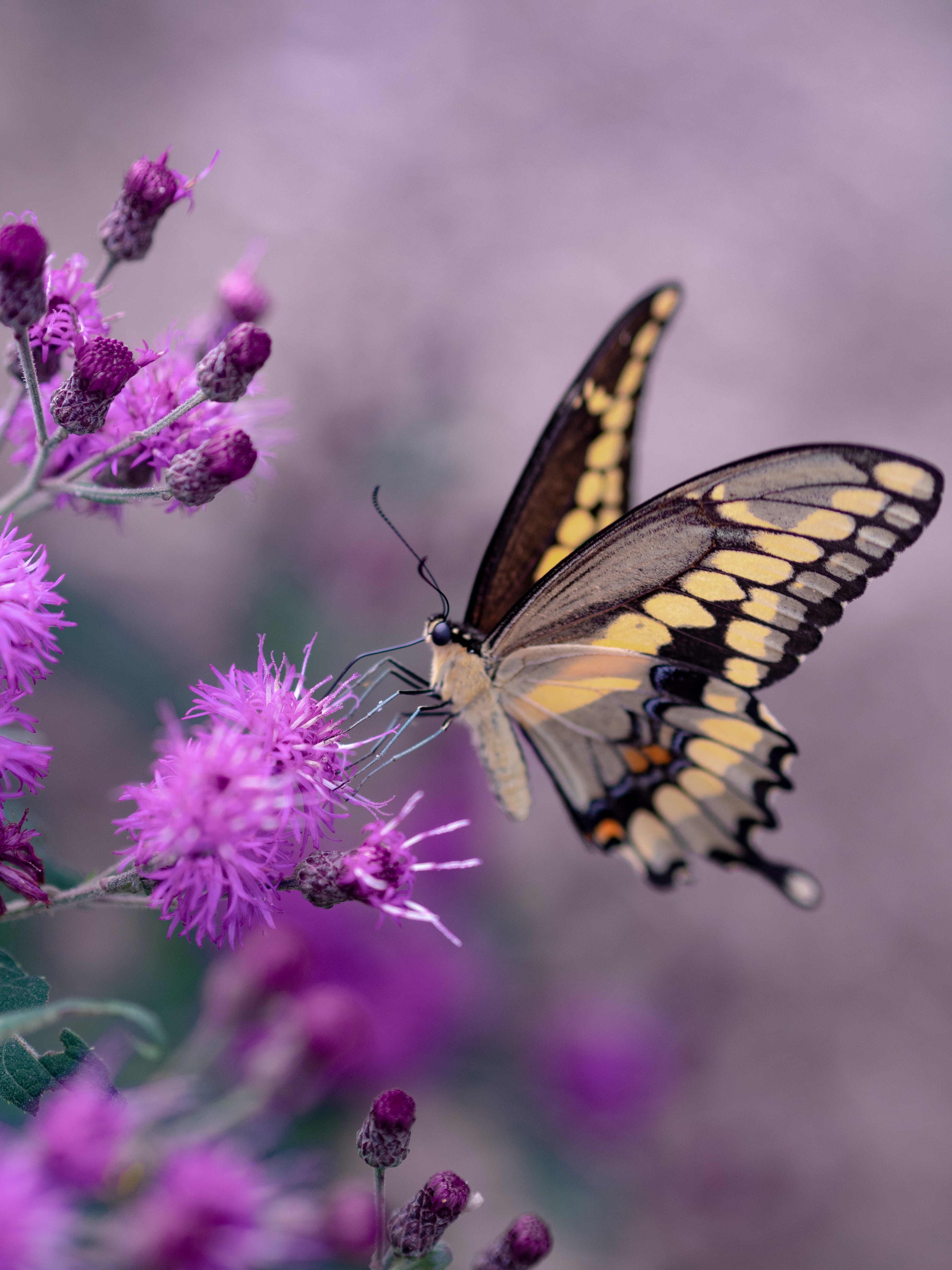 butterfly - insect, vulnerability, united states, close-up, fly, plant, burton, nectar, photography, moth, freshness, butterfly, growth, black, purple, Phone HD Wallpaper