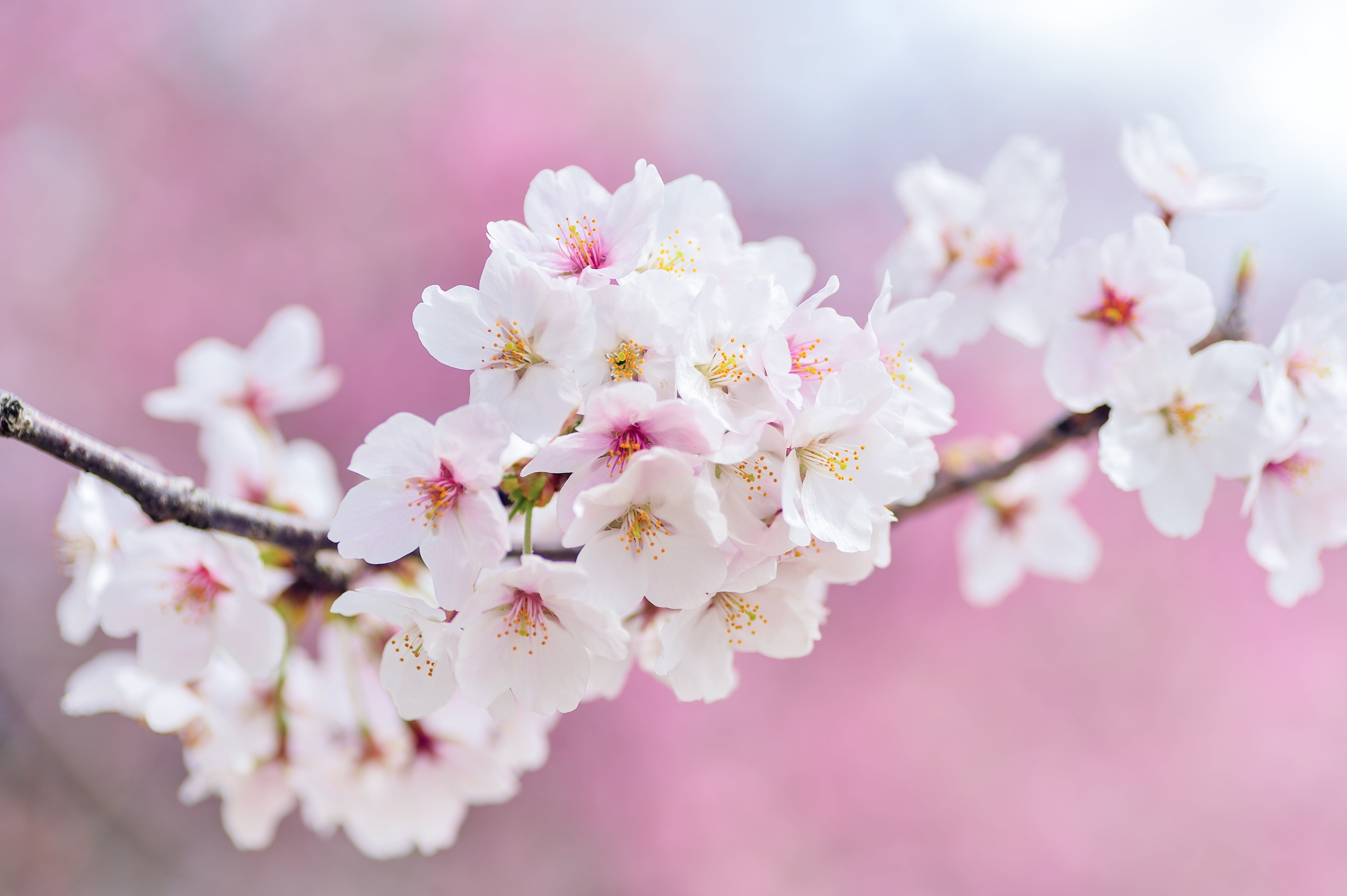 cherry blossom, flower head, flowers, no people, pink color, outdoors, cherry, focus, vulnerability, blossom, landscape, beauty in nature, plant, freshness, HD Wallpaper