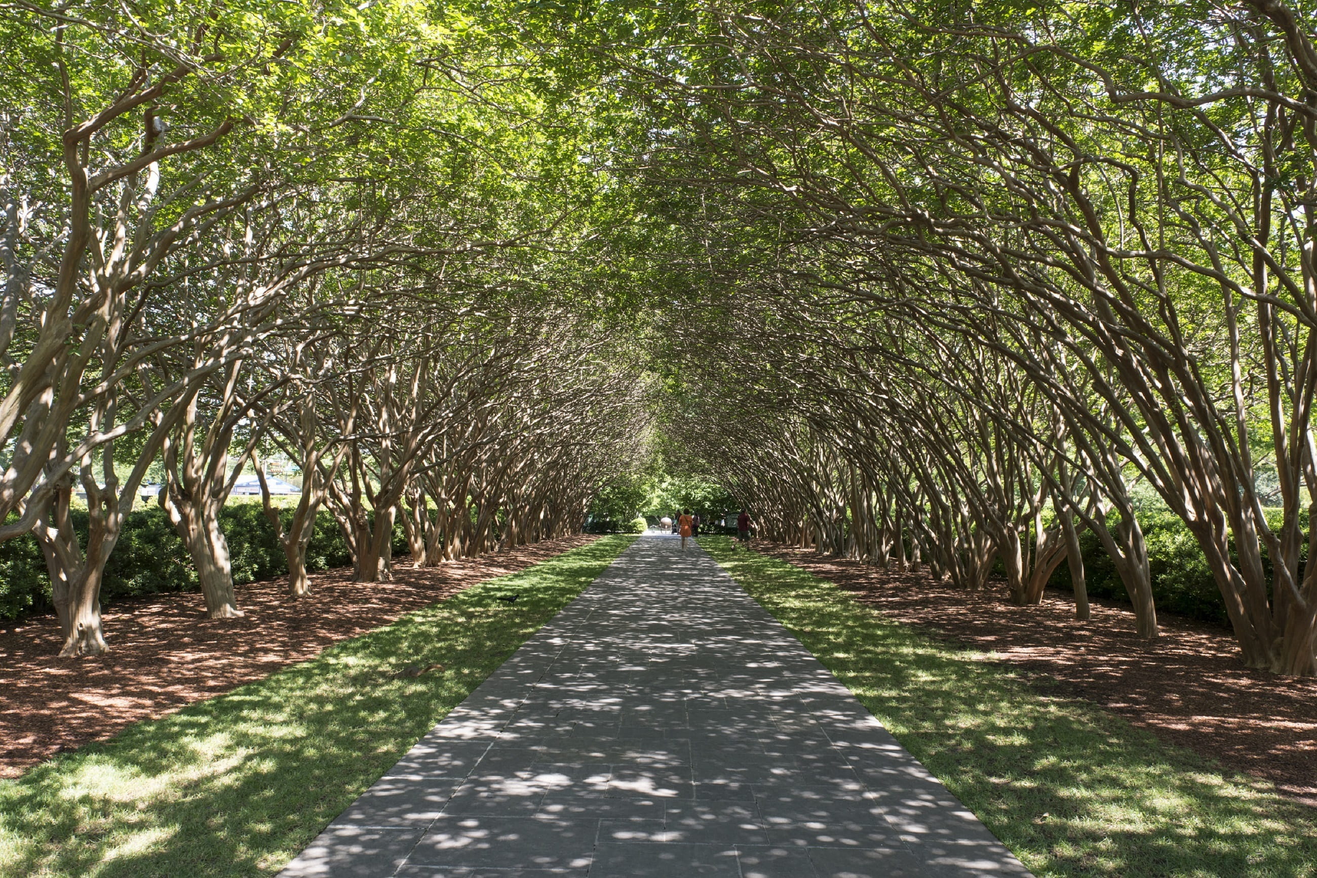 tranquility, no People, growing, walkway, bamboo - plant, texas, street, tree lined, transportation, Tree, urban, direction, beauty in nature, plant, park, HD Wallpaper