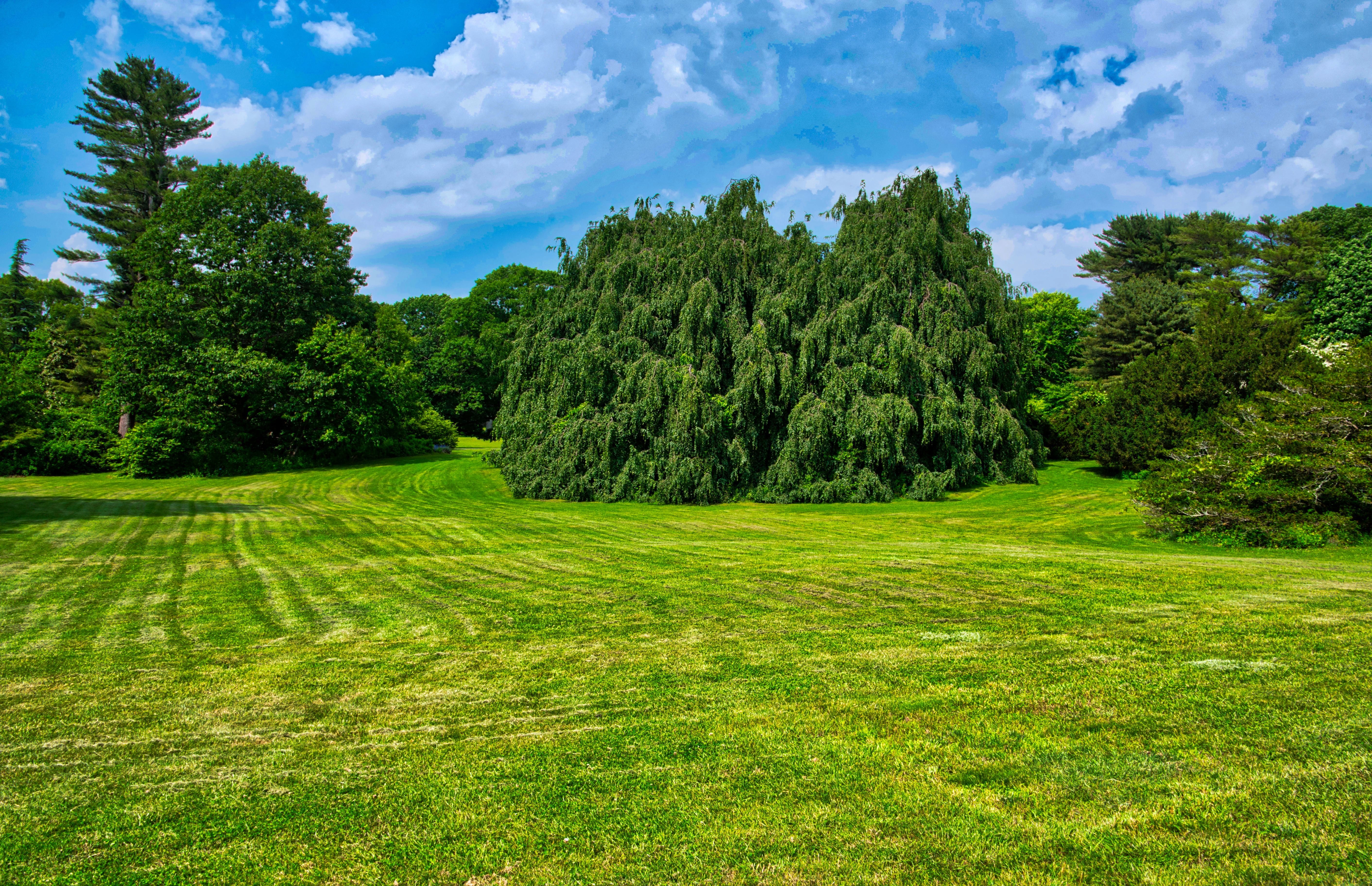 arboretum, open field, nature, scenics - nature, tranquil scene, land, pine woodland, no people, coniferous tree, day, grass, pine tree, landscape, tree, HD Wallpaper