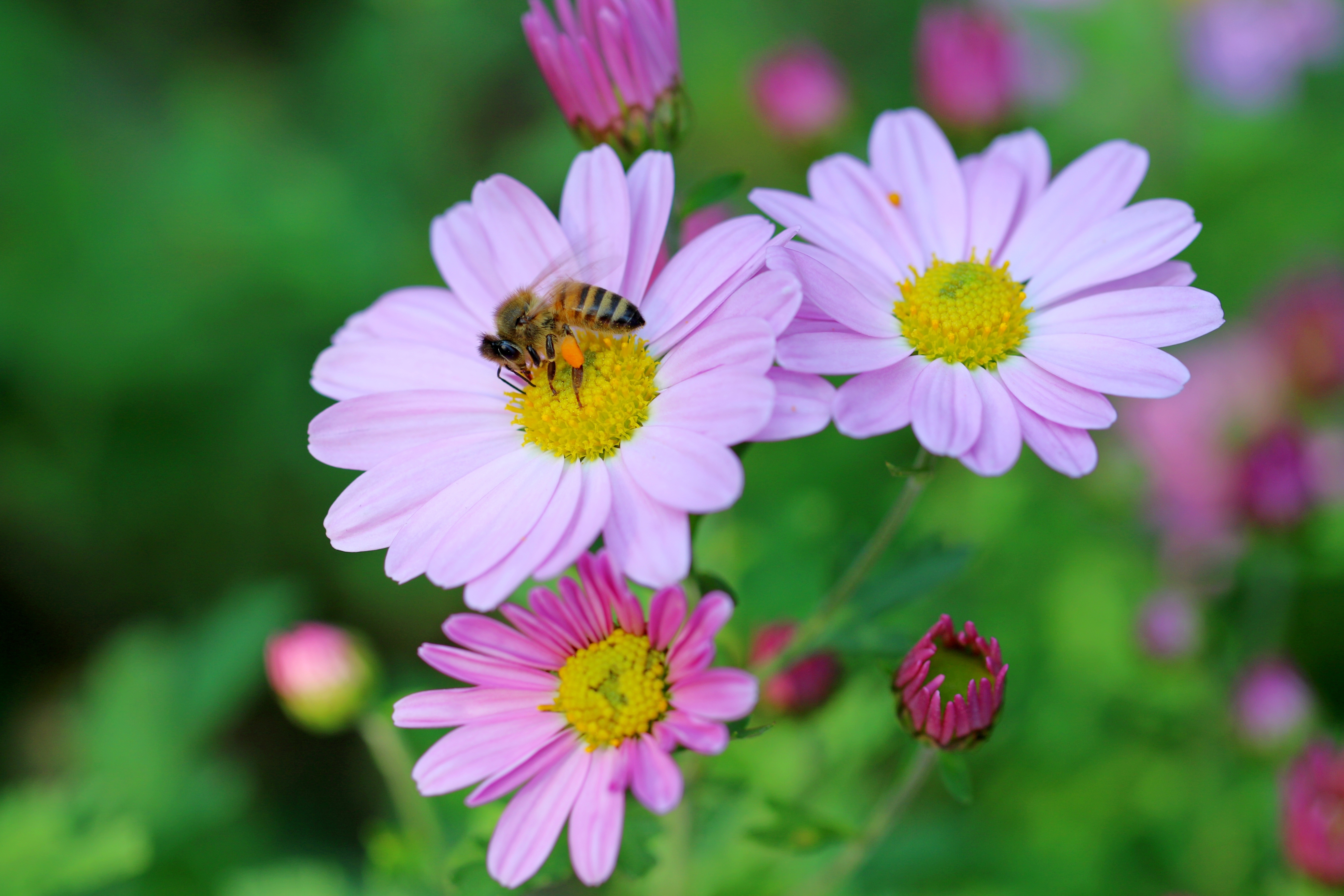 inflorescence, flowers, autumn, flower, vulnerability, bee, 5K, flower garden, animal wildlife, pollination, arboretum, plant, invertebrate, no people, HD Wallpaper