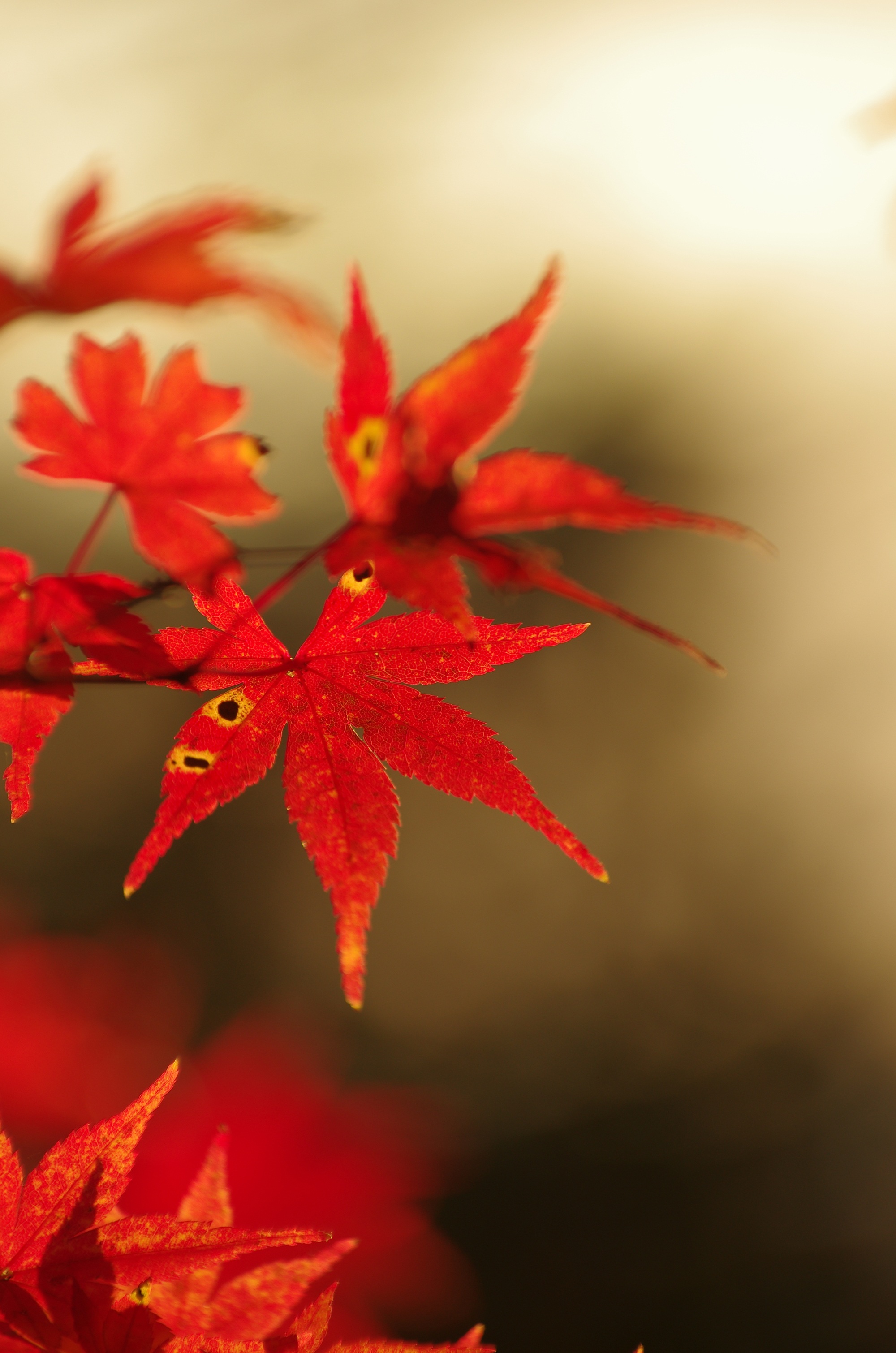 autumn, fall of japan, arboretum, mountain, selective focus, nature, vulnerability, maple leaf, plant part, orange color, focus on foreground, landscape, Phone HD Wallpaper