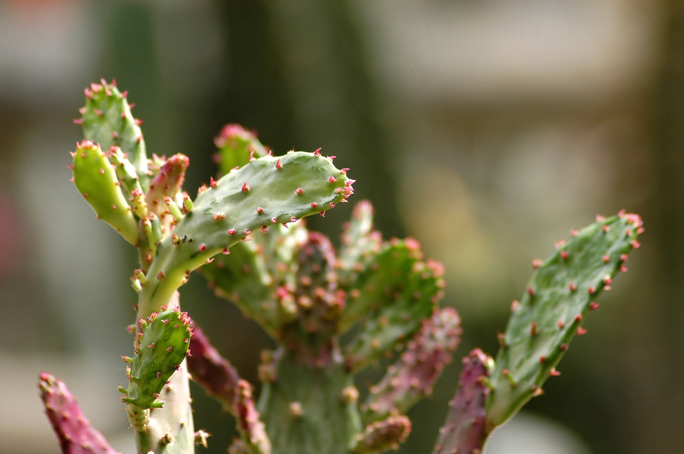 freshness, green color, leaf, thorn, selective focus, nature, plant part, 1080P, botanical garden, plant, cactus, fragility, close-up, beauty in nature, HD Wallpaper